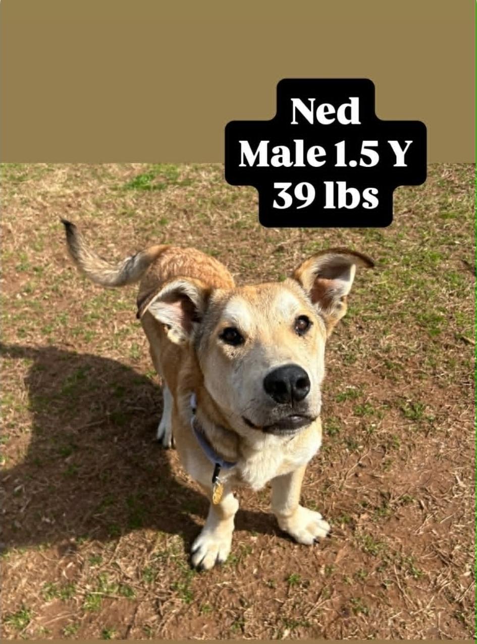 NED, a Adoptable mixed breed in Bradenton, FL image 4/5
