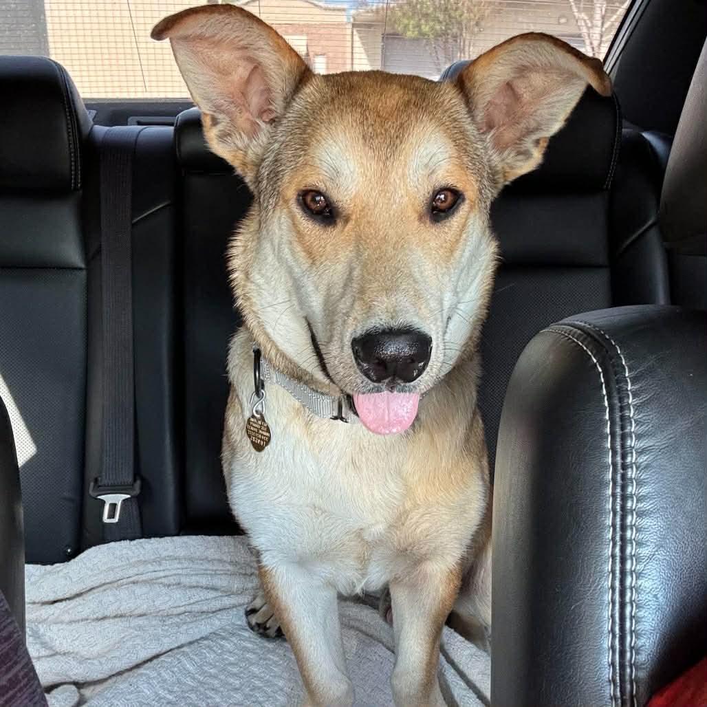 NED, a Adoptable mixed breed in Bradenton, FL image 5/5