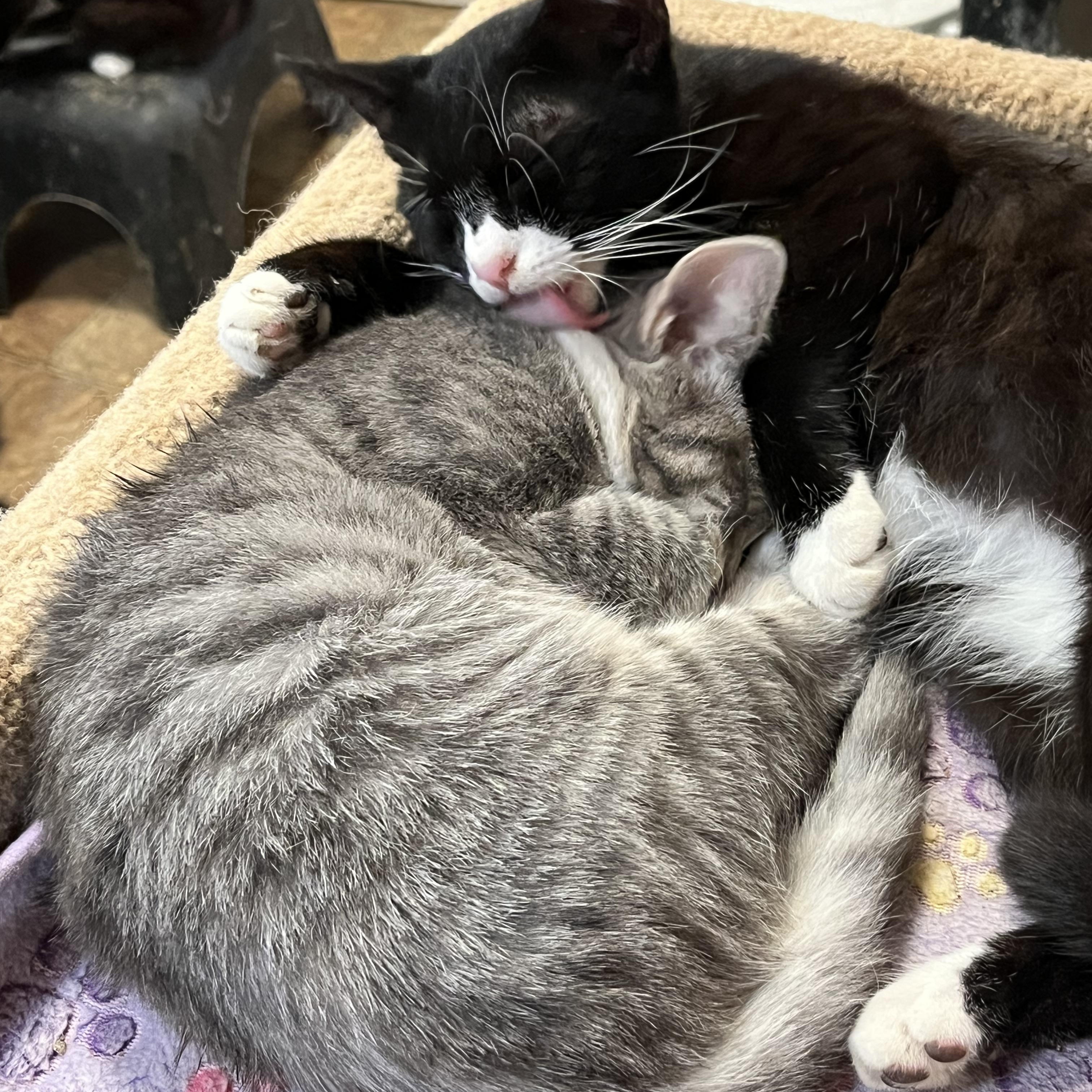 Julianna and Jared, Adoptable, Kitten Male Domestic Short Hair.