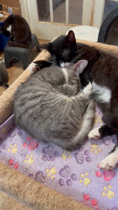 Enlarge Julianna and Jared, a Adoptable Domestic Short Hair in Mount Airy, MD video 2/2