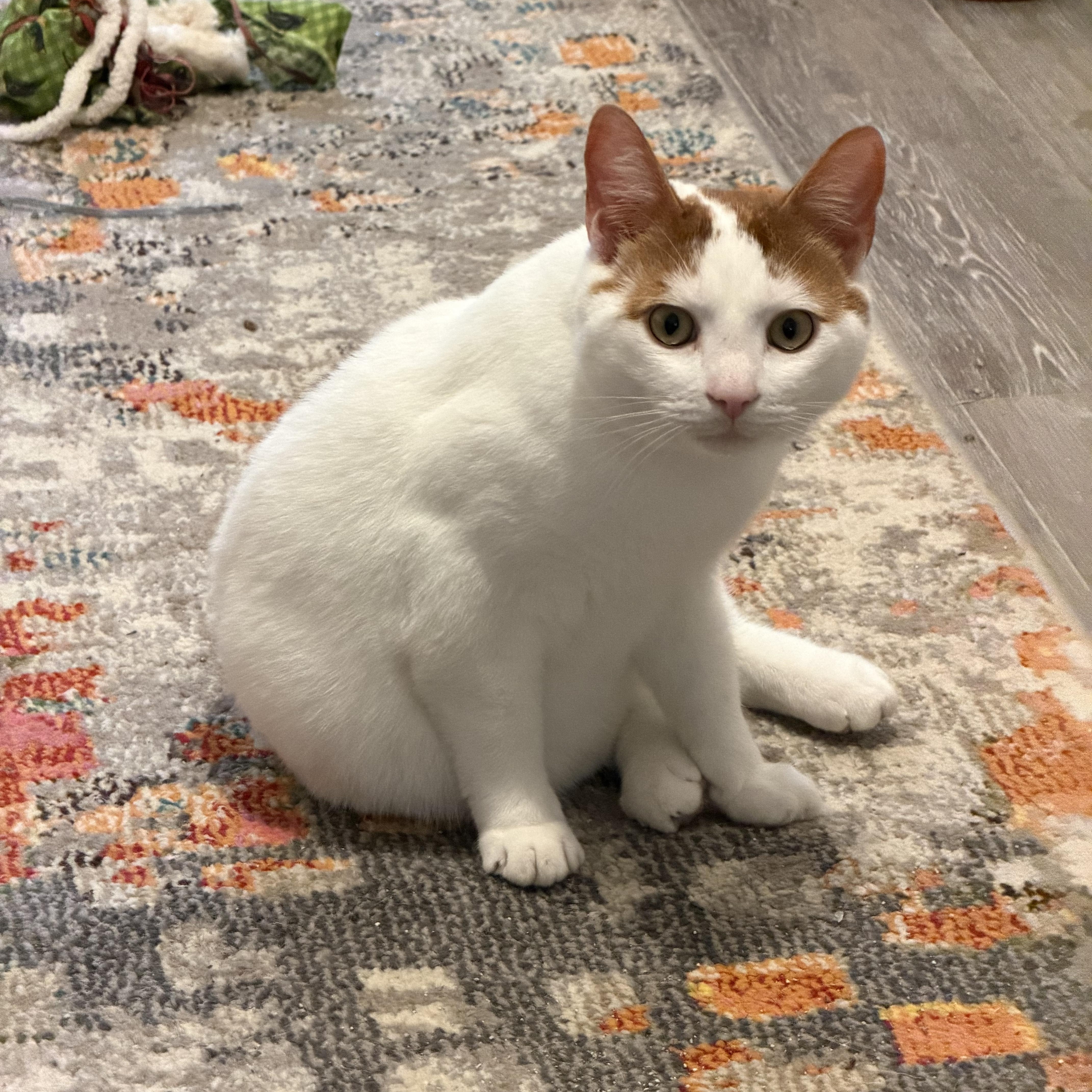 Enlarge Sullivan, an adoptable Domestic Short Hair in Oriental , NC image 1/4