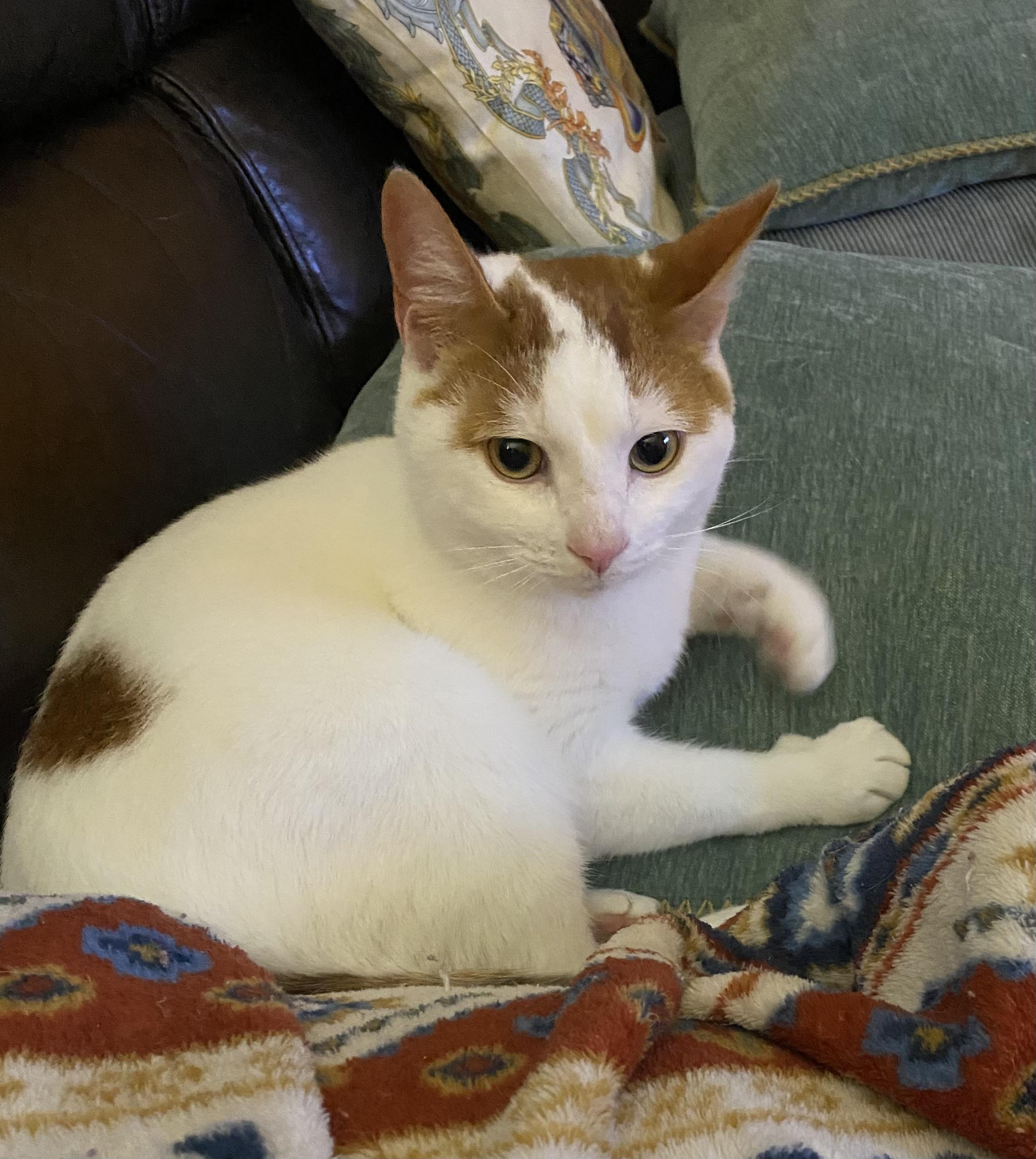 Enlarge Sullivan, an adoptable Domestic Short Hair in Oriental , NC image 2/4