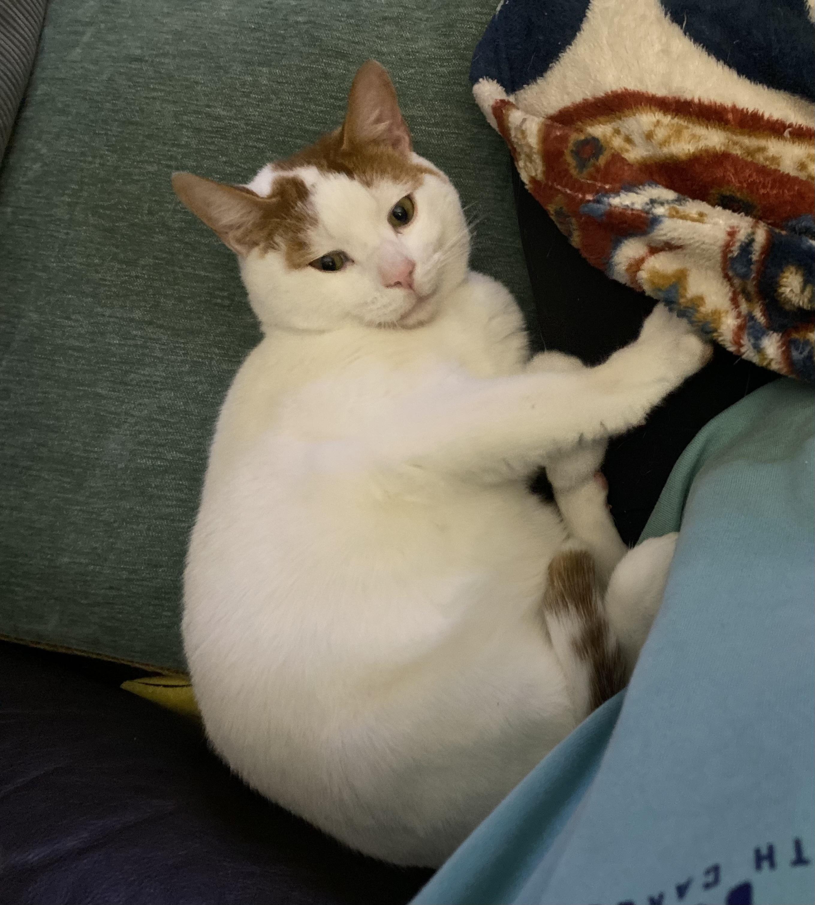 Enlarge Sullivan, an adoptable Domestic Short Hair in Oriental , NC image 3/4