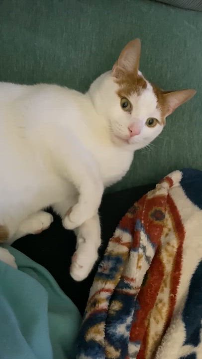 Enlarge Sullivan, an adoptable Domestic Short Hair in Oriental , NC video 4/4