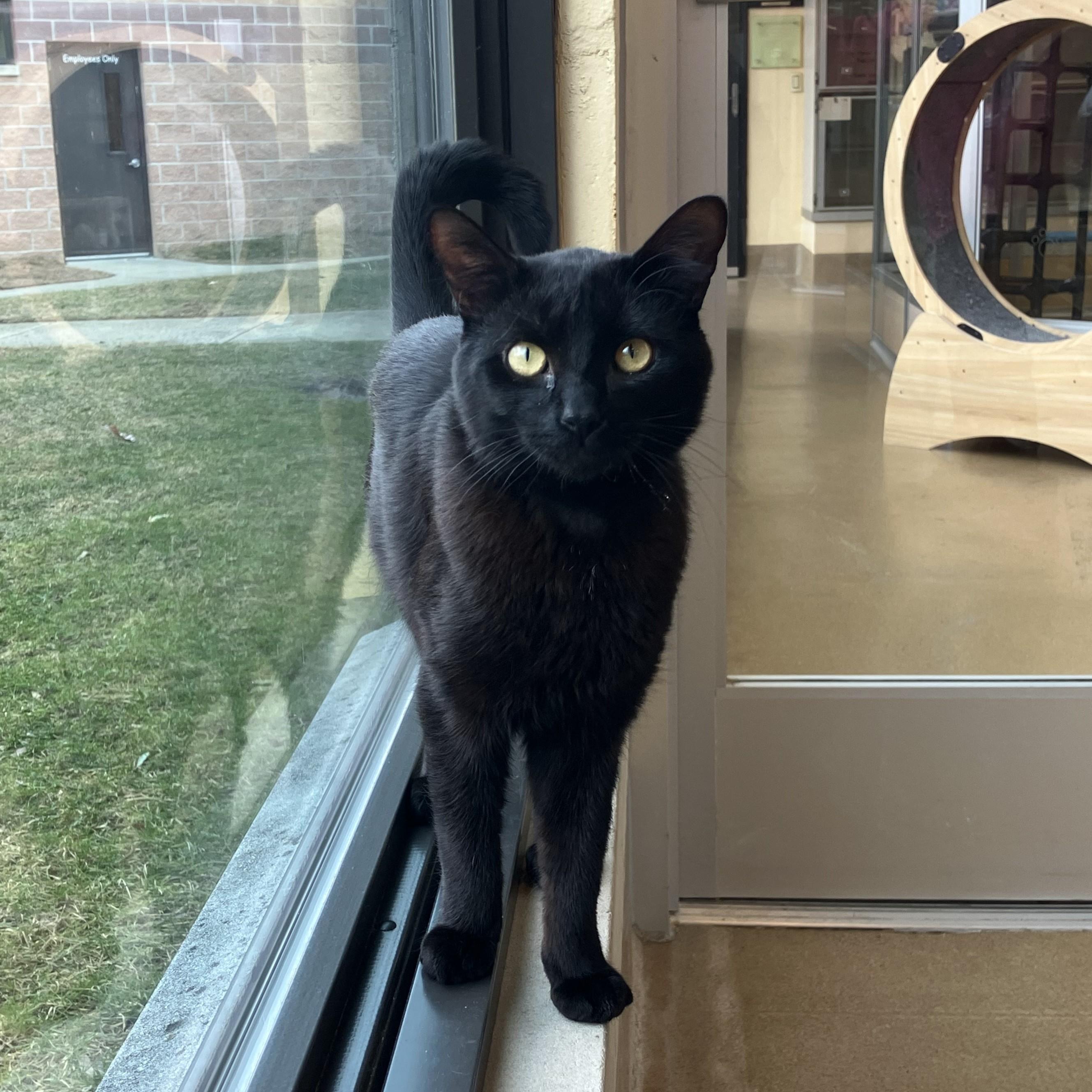 Bones Jones, ADOPTABLE, Young Male Domestic Short Hair.