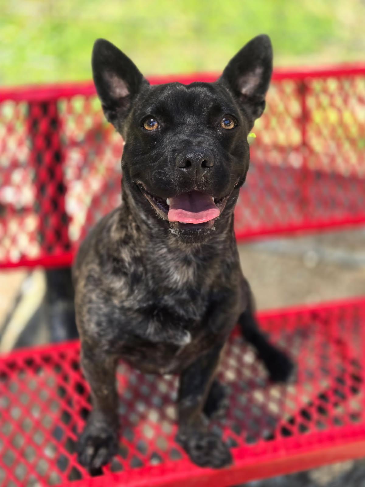 Little Bear, Adoptable, Young Male Mixed Breed.