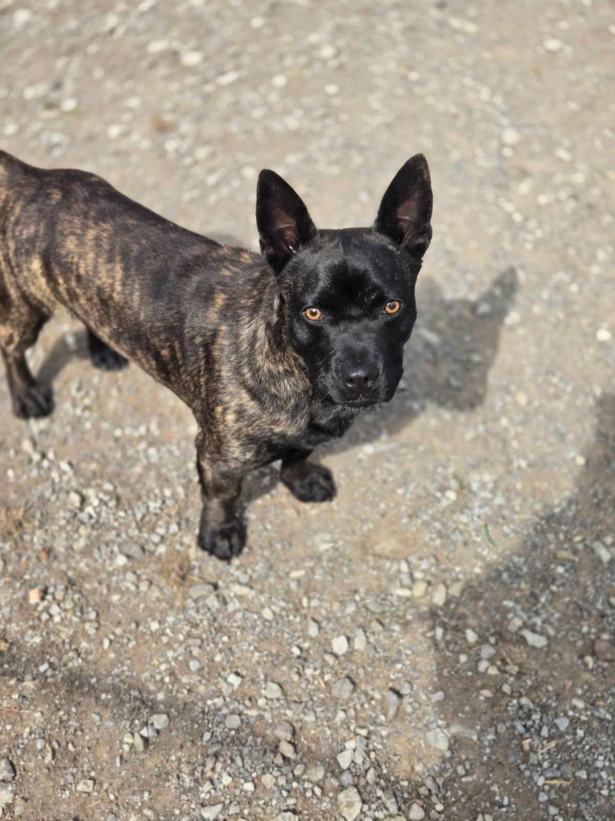 Enlarge Little Bear, a Adoptable Mixed Breed in Chatsworth, GA image 1/2