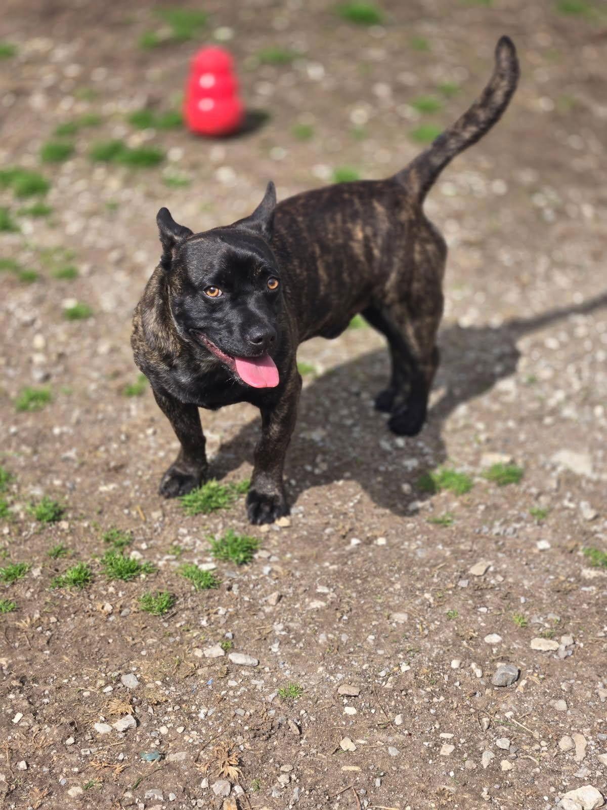 Enlarge Little Bear, a Adoptable Mixed Breed in Chatsworth, GA image 2/2