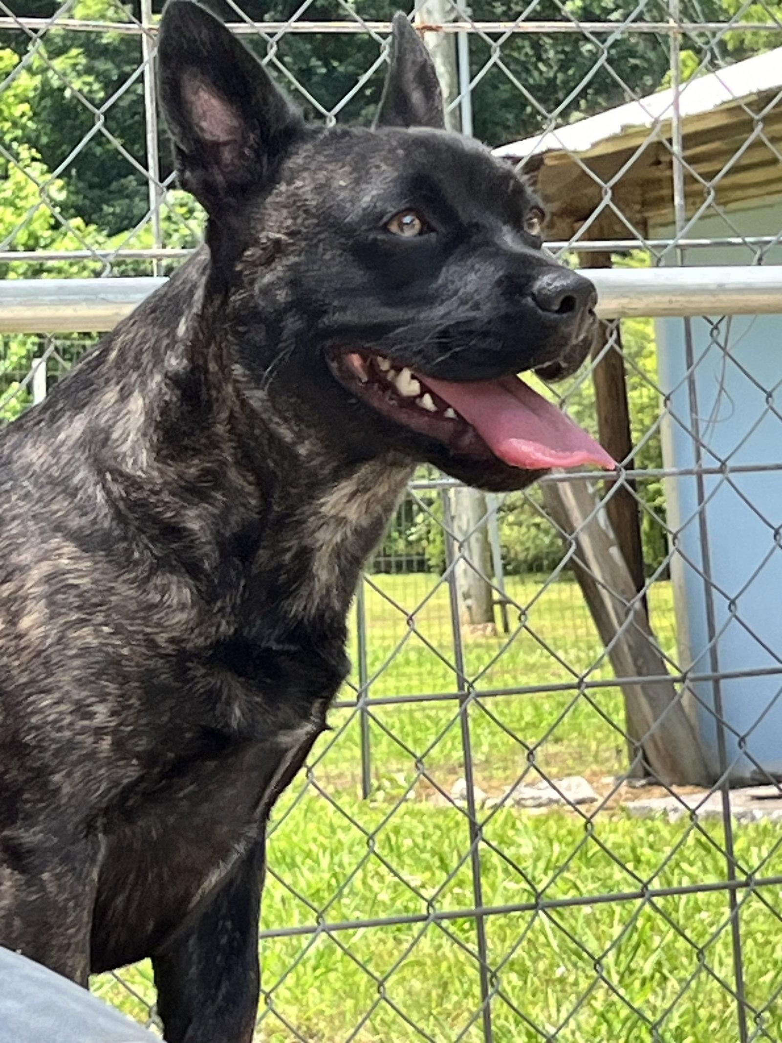Enlarge Little Bear, a Adoptable Mixed Breed in Chatsworth, GA image 2/3