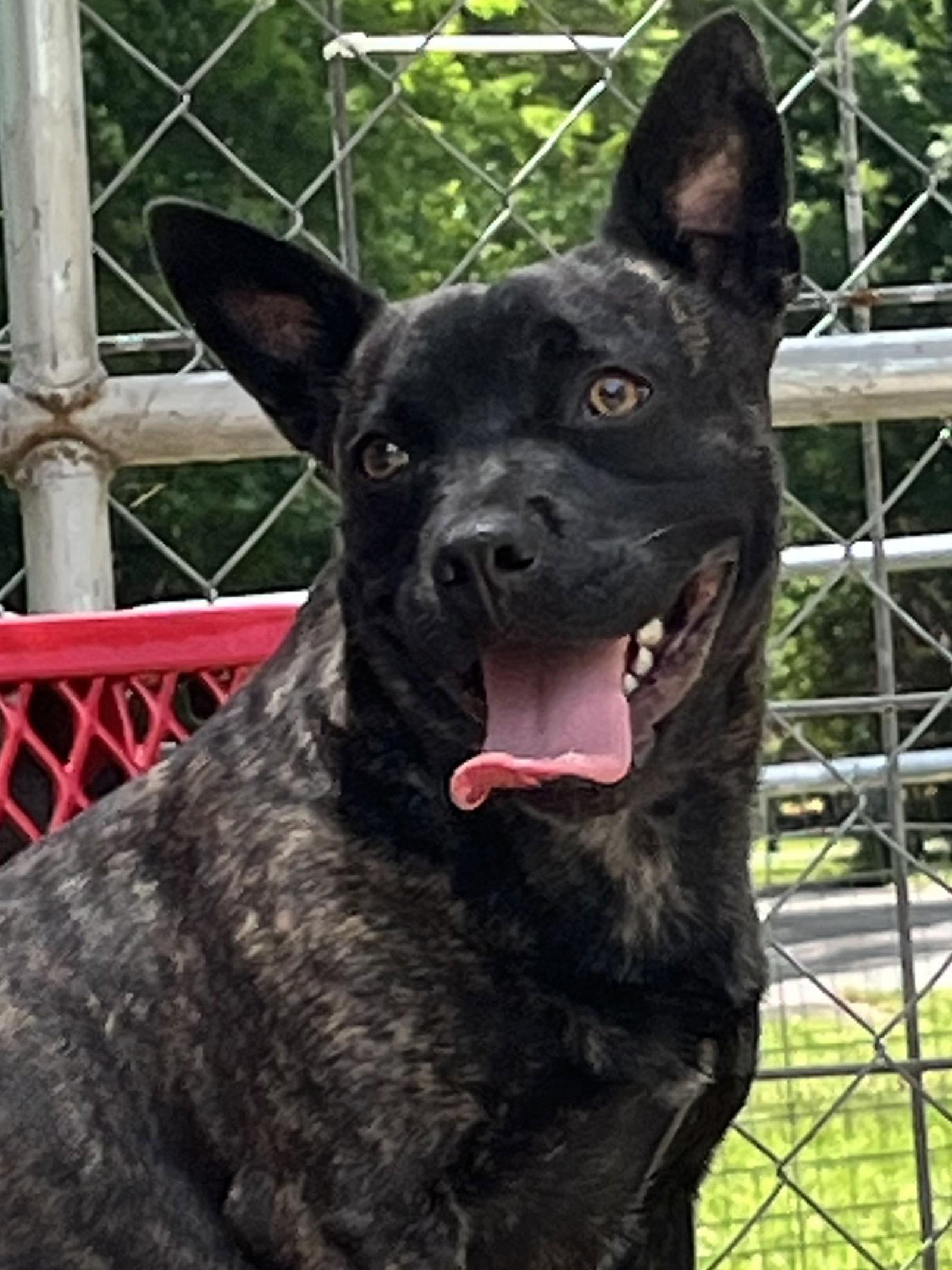 Enlarge Little Bear, a Adoptable Mixed Breed in Chatsworth, GA image 3/3