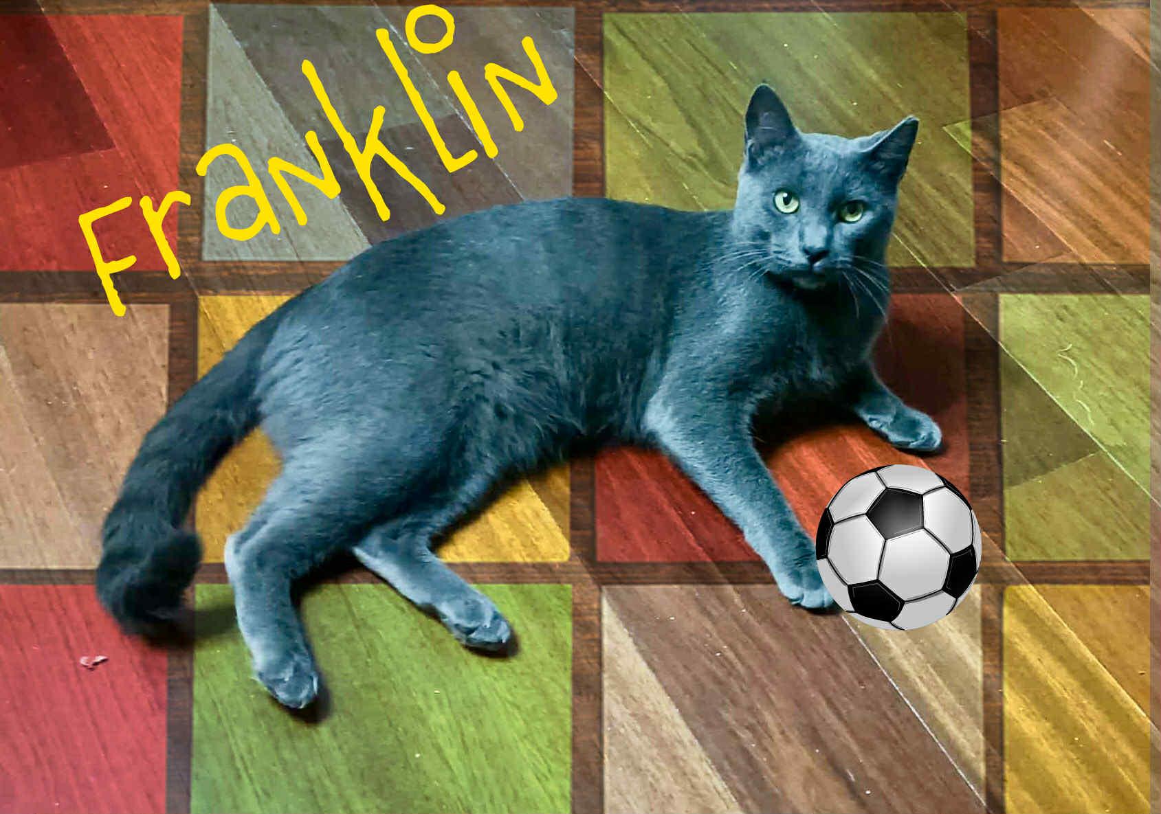 Enlarge Franklin, a Adoptable Russian Blue in Charlotte, NC image 3/4