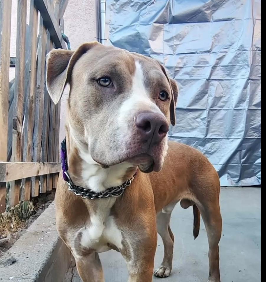 Chance, an adopted Pit Bull Terrier in Petaluma , CA image 4/6