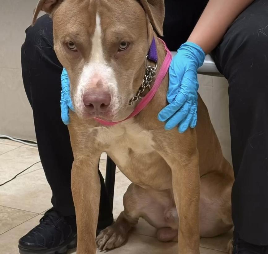 Chance, an adopted Pit Bull Terrier in Petaluma , CA image 6/6