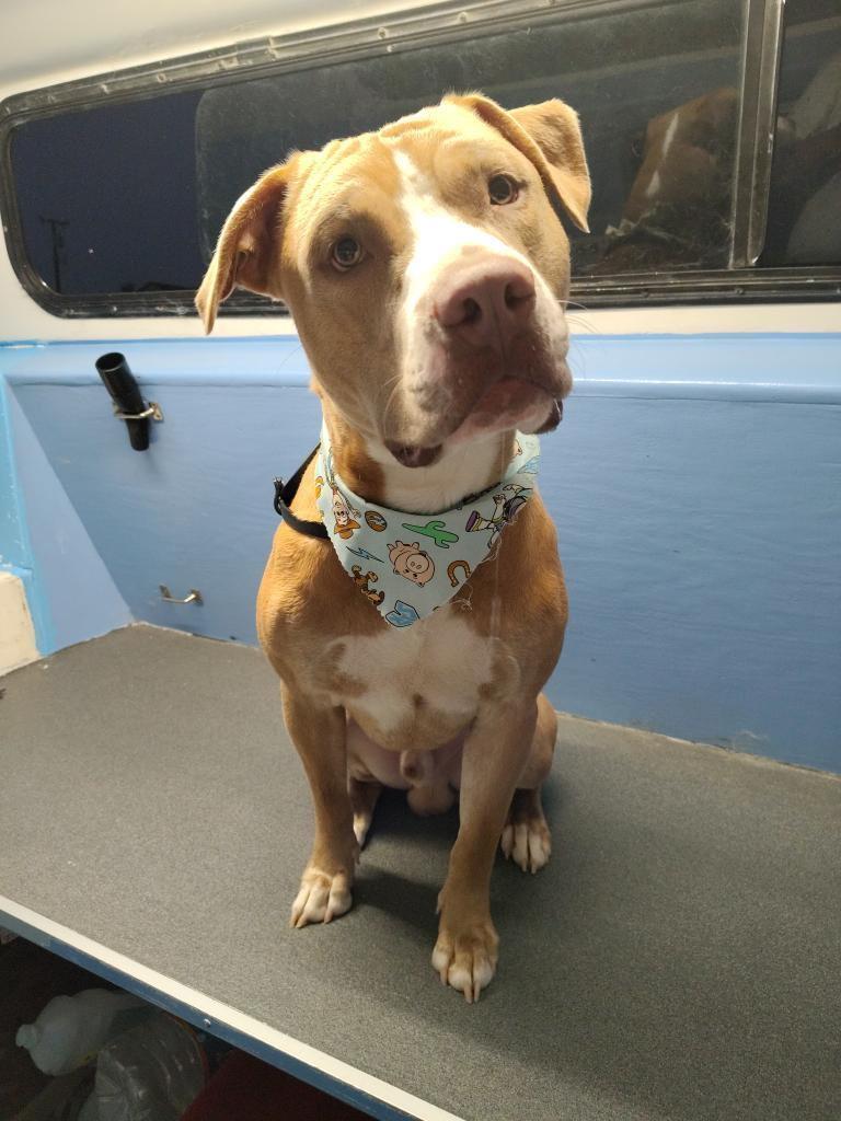 Chance, an adopted Pit Bull Terrier in Petaluma , CA image 2/6