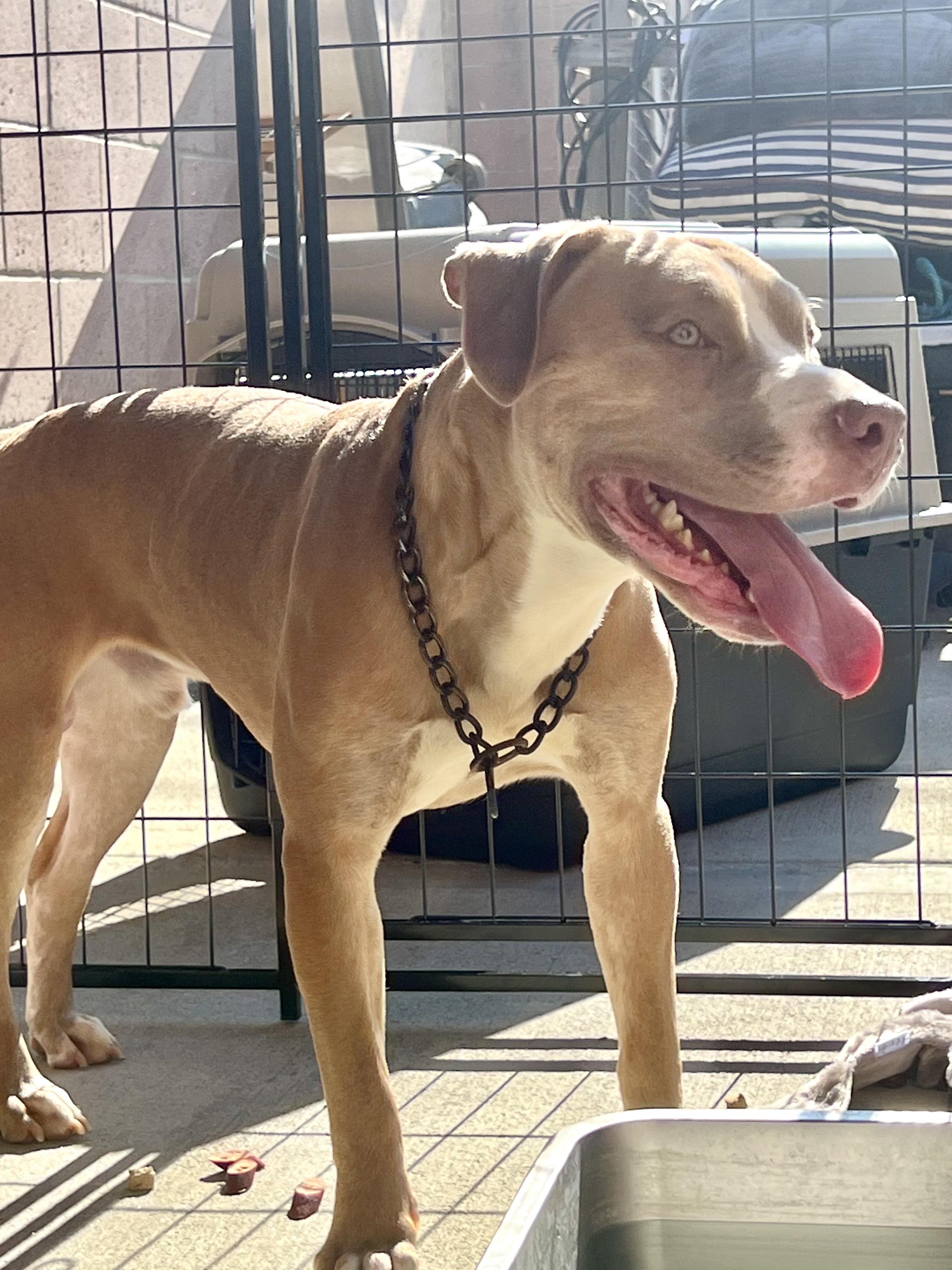 Chance, an adopted Pit Bull Terrier in Petaluma , CA image 5/6