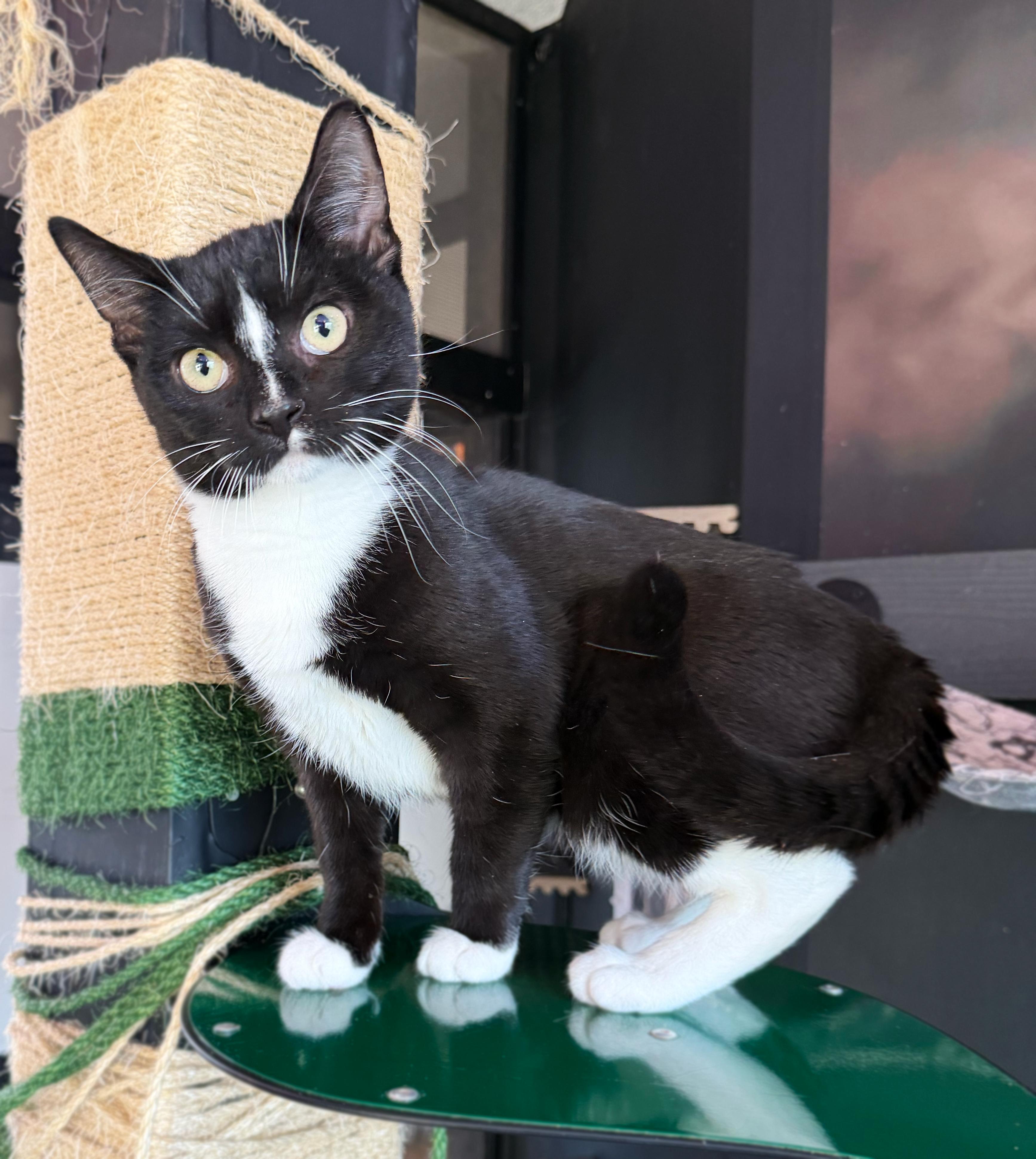 Enlarge Neptune, a ADOPTABLE Domestic Short Hair in Asheville, NC image 1/1