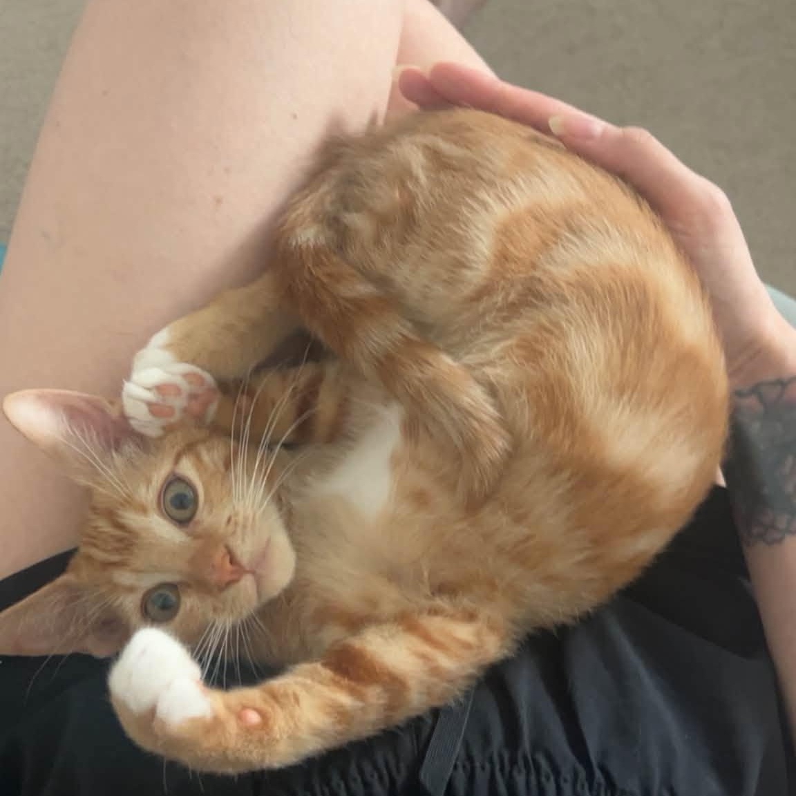 Summer, Adopted, Kitten Female Domestic Short Hair.