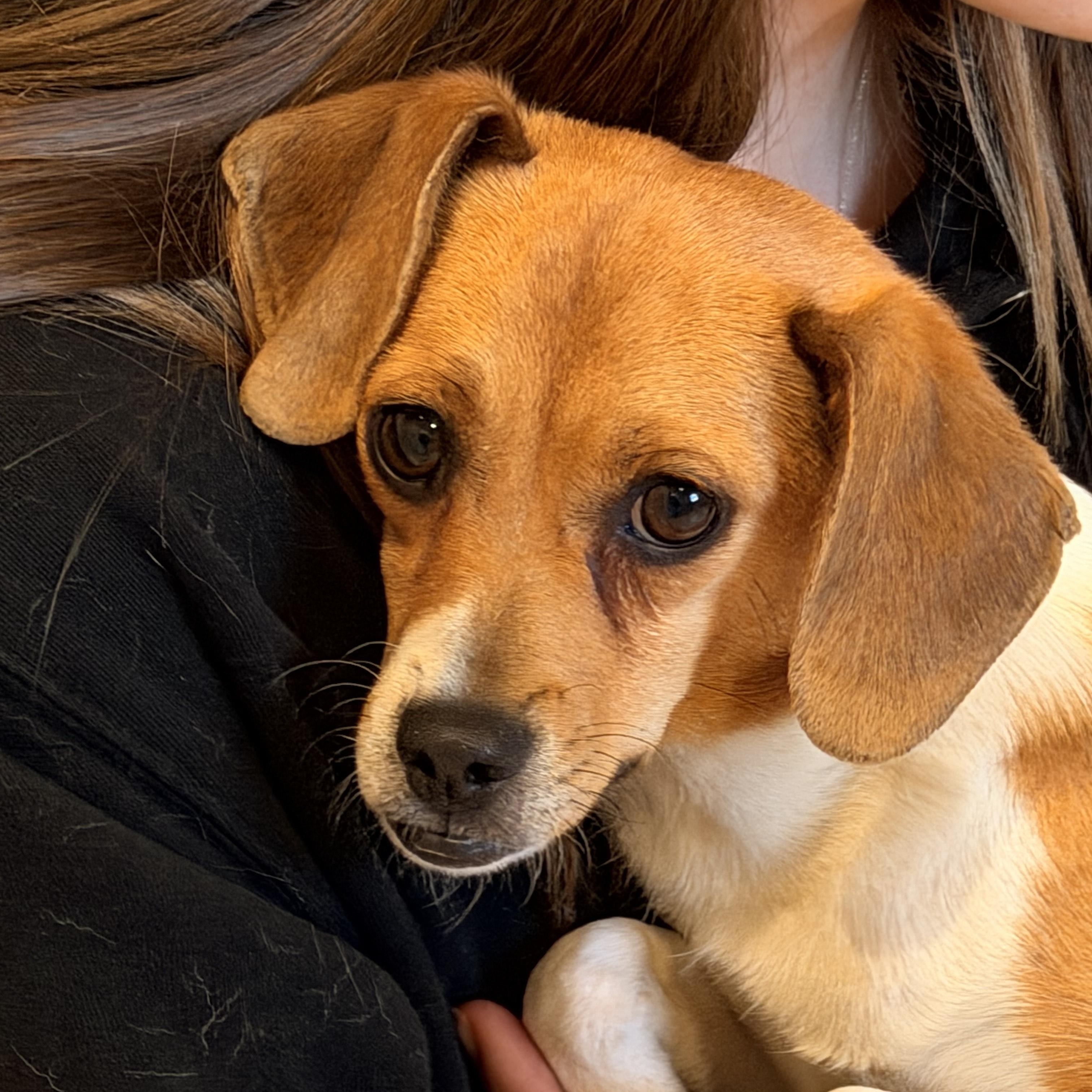 Enlarge Louise, a other mixed breed in Sparta, NJ image 5/5