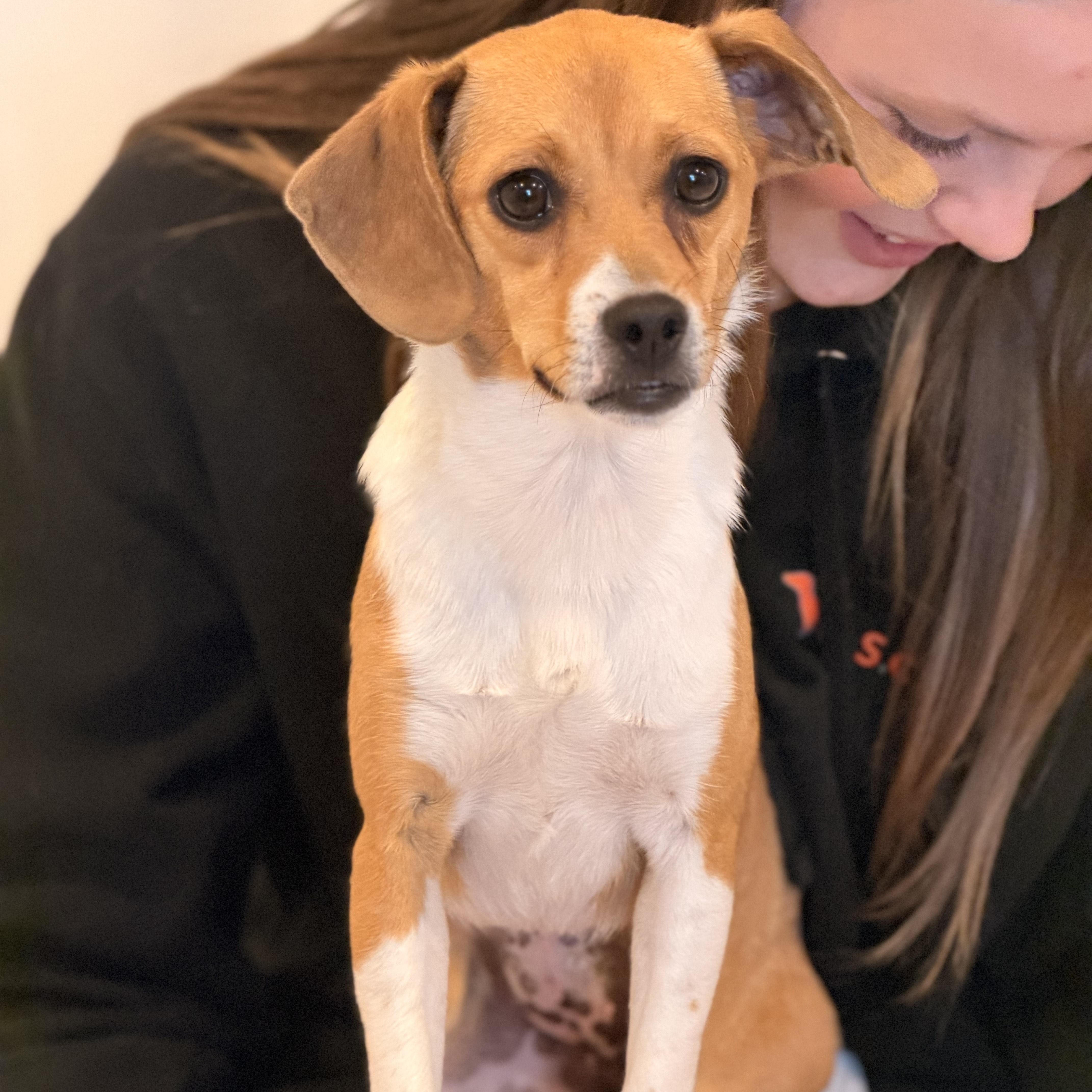 Louise, adopted, Young Female Beagle & Jack Russell Terrier.