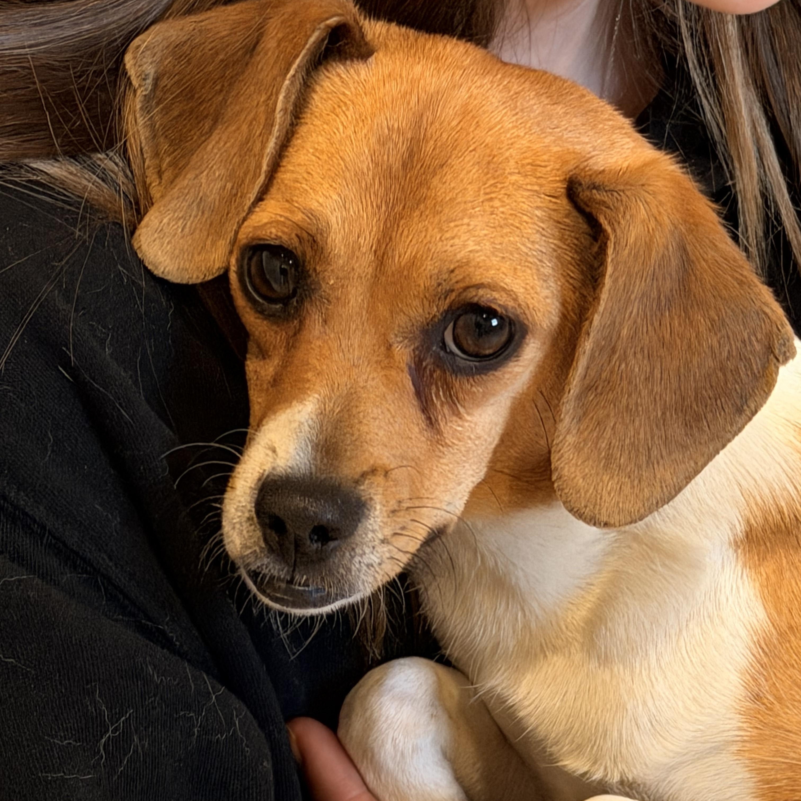 Enlarge Louise, a other mixed breed in Sparta, NJ image 2/5