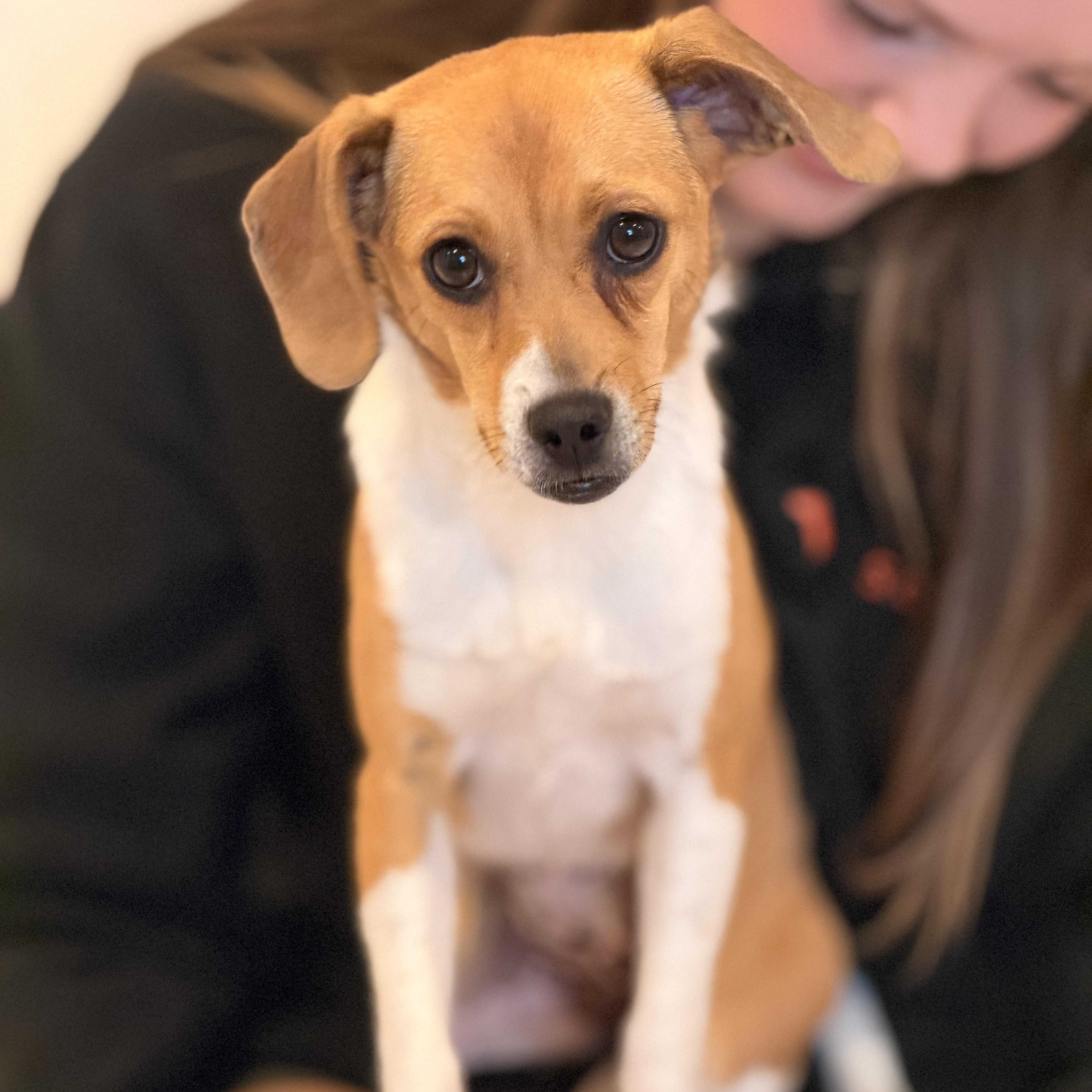 Enlarge Louise, a other mixed breed in Sparta, NJ image 4/5