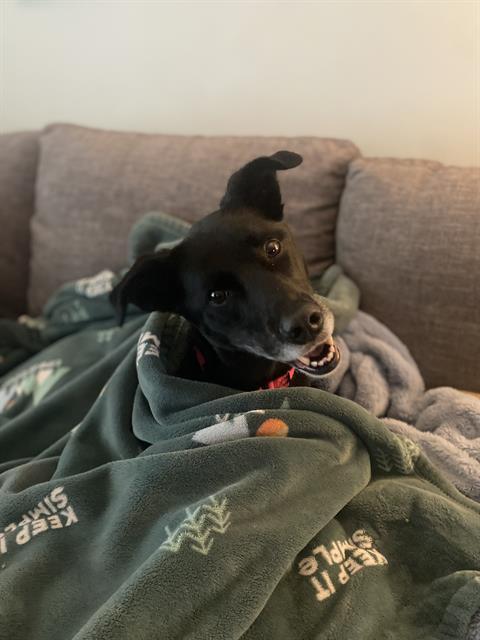 RIKKA, Adoptable, Adult Female Border Collie.