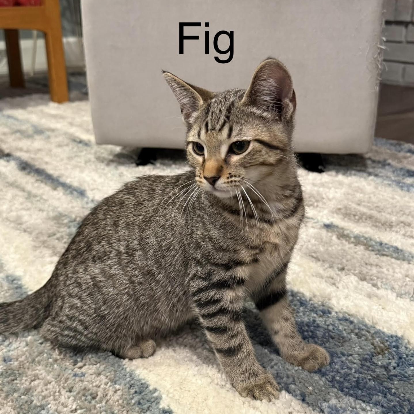 Fig