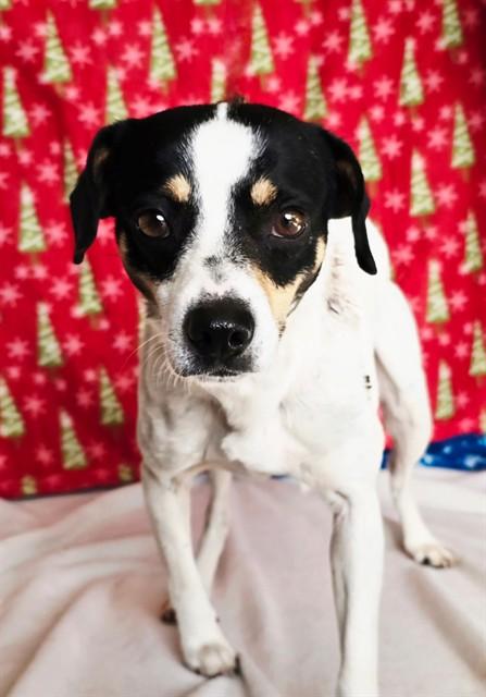 SNOOPY, Adoptable, Adult Male Rat Terrier.