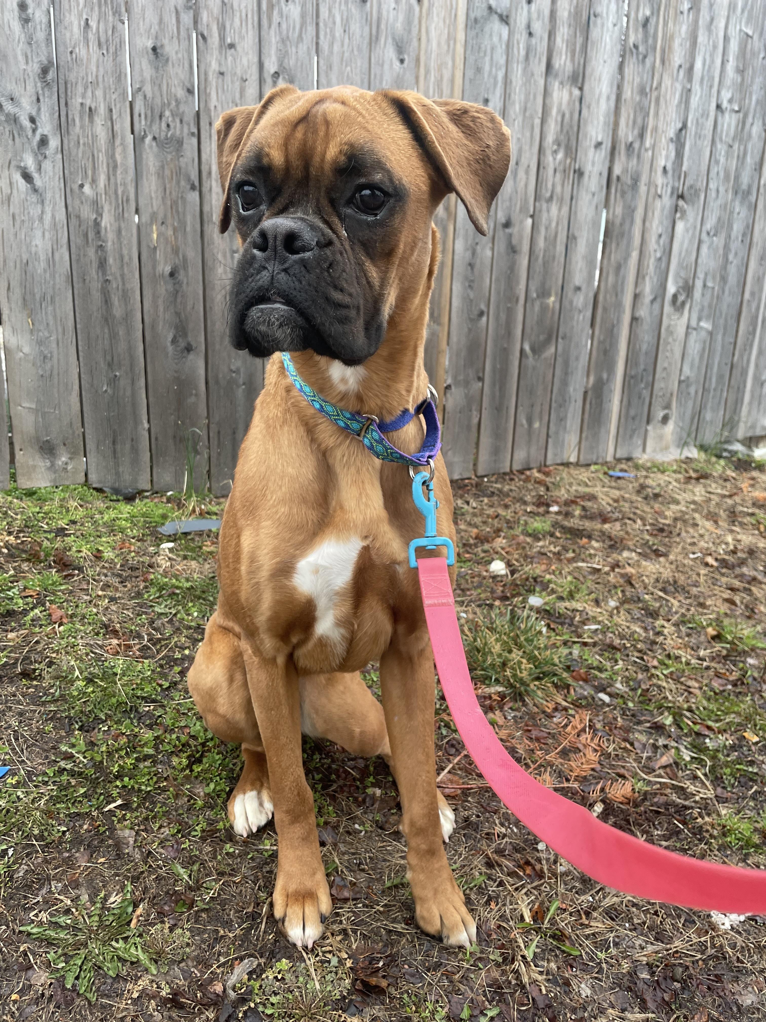 Bitsy, an adopted Boxer in Philadelphia, PA image 2/6