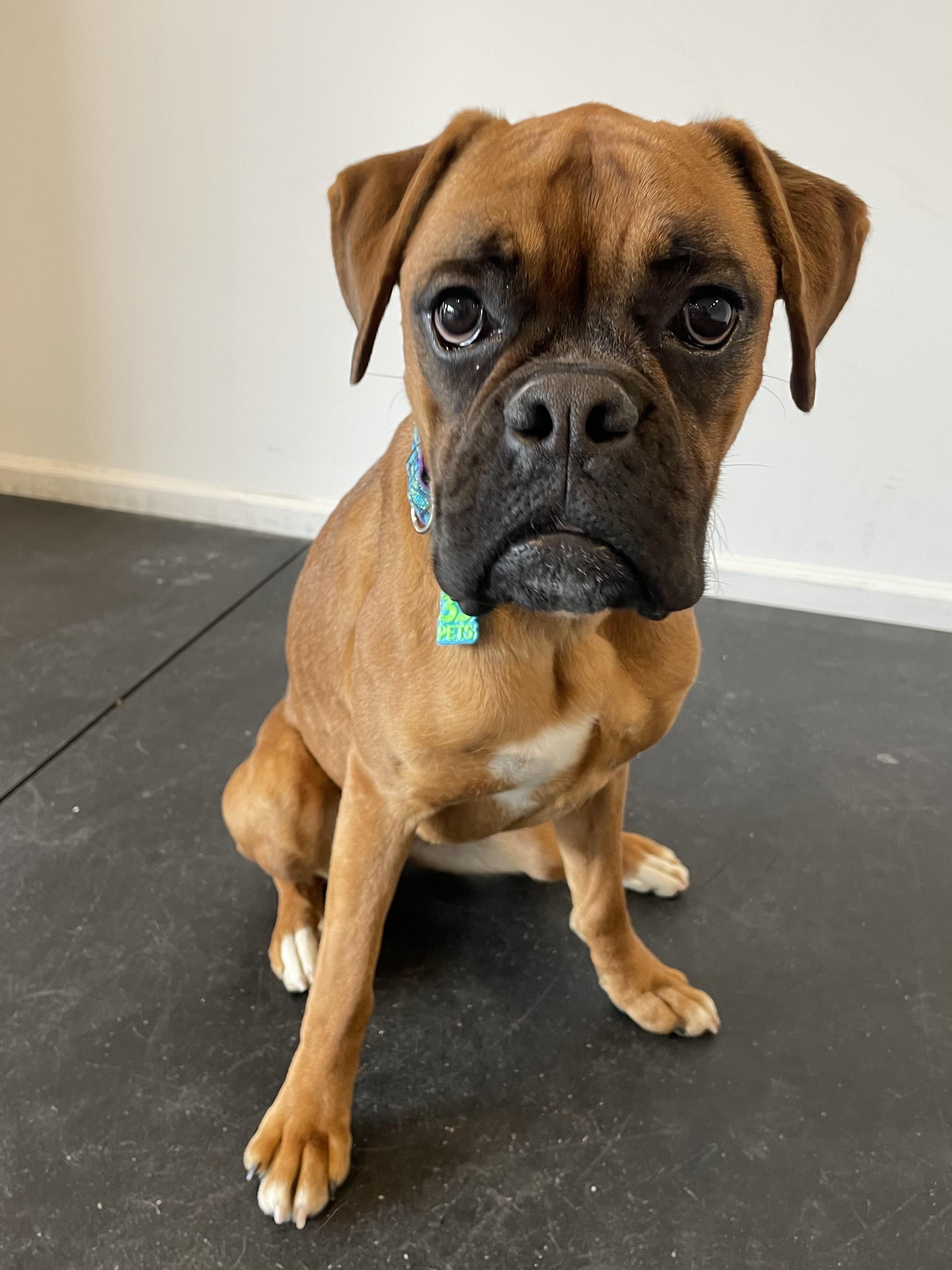 Bitsy, an adopted Boxer in Philadelphia, PA image 6/6