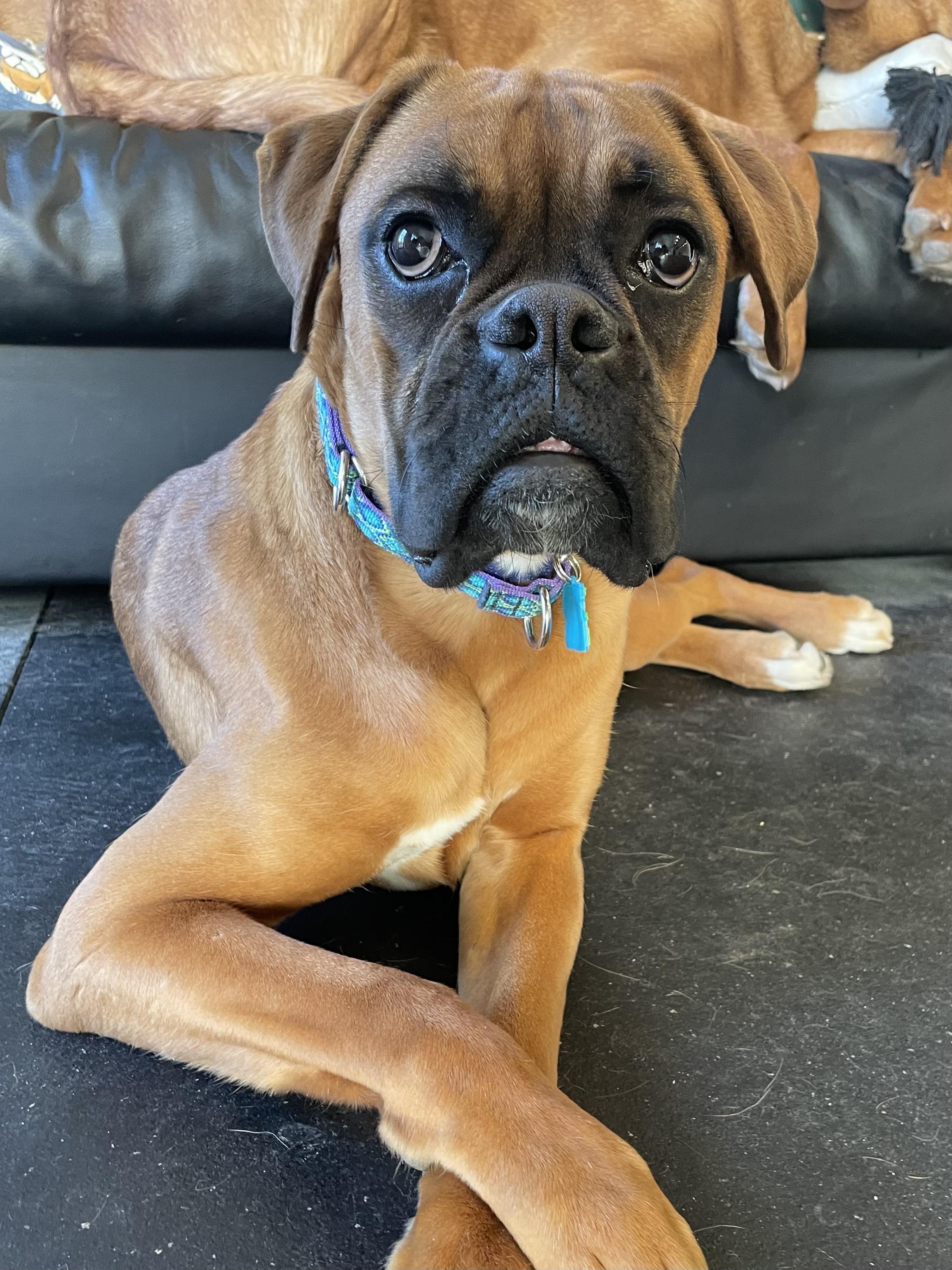 Bitsy, an adopted Boxer in Philadelphia, PA image 3/6