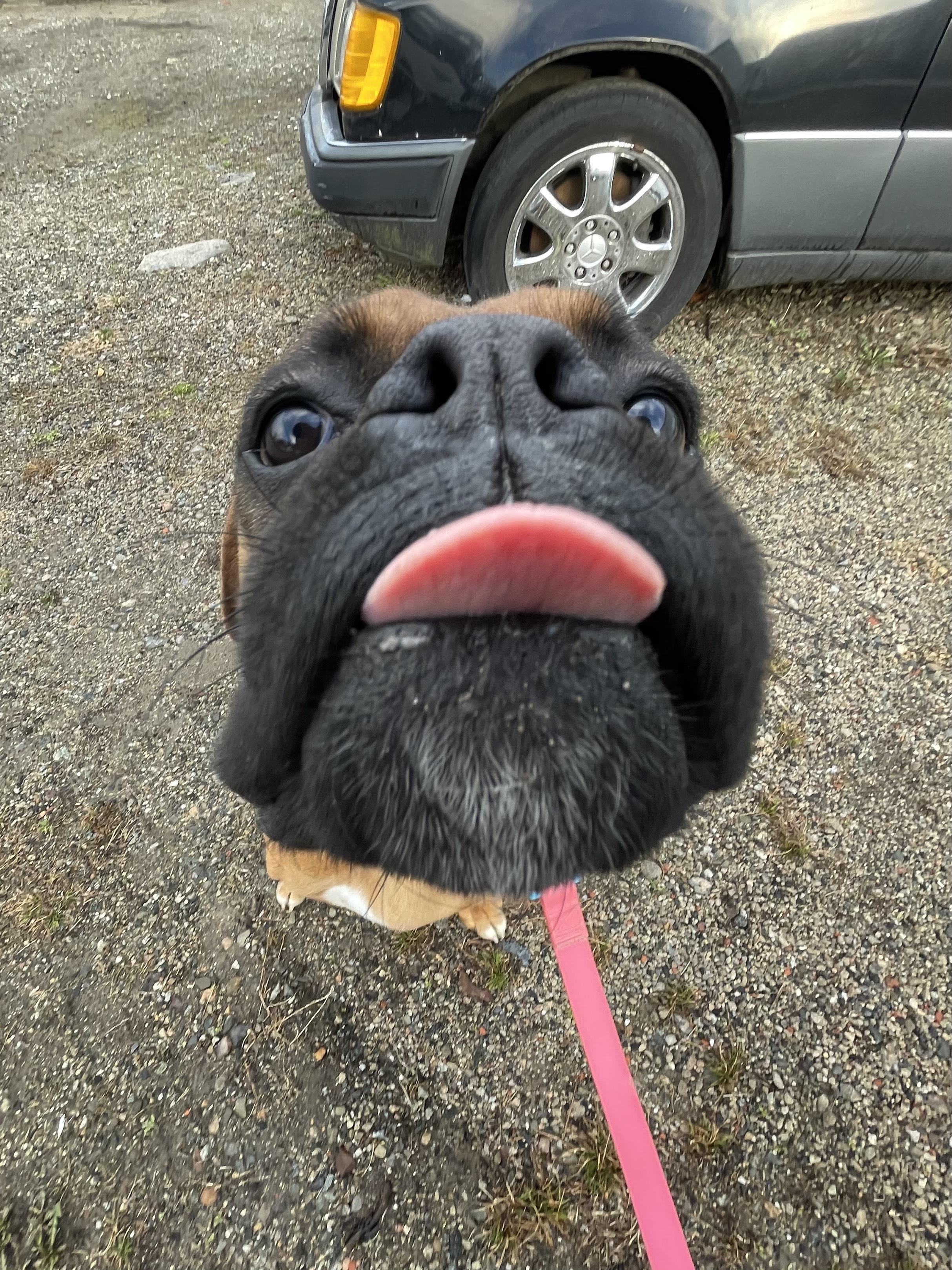 Bitsy, an adopted Boxer in Philadelphia, PA image 4/6