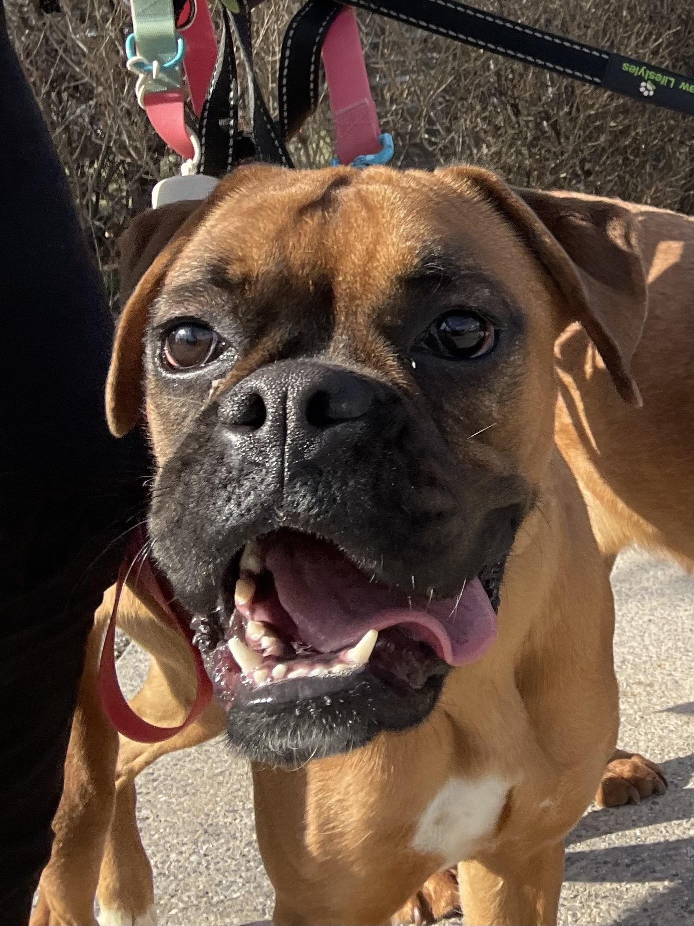 Bitsy, an adopted Boxer in Philadelphia, PA image 1/6