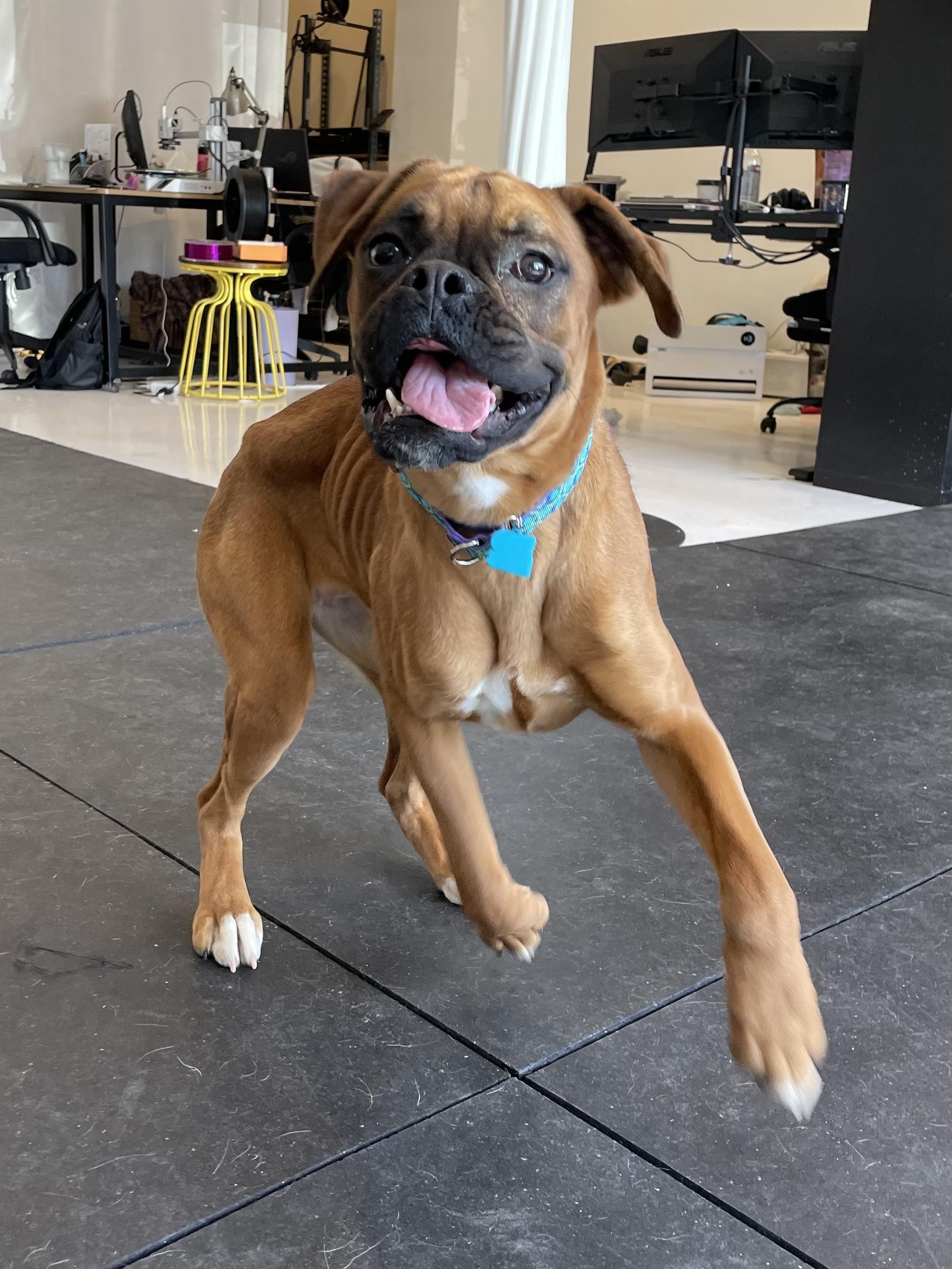 Bitsy, an adopted Boxer in Philadelphia, PA image 5/6