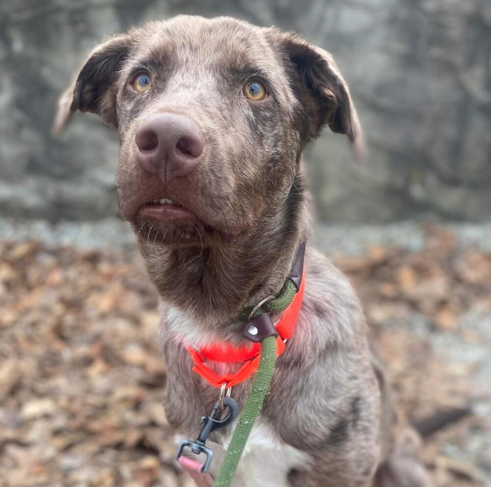 Enlarge Zion, a Adoptable mixed breed in Long Island City, NY image 1/6