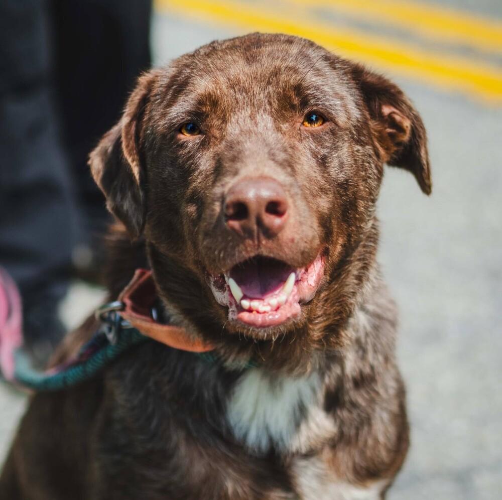 Enlarge Zion, a Adoptable mixed breed in Long Island City, NY image 2/6