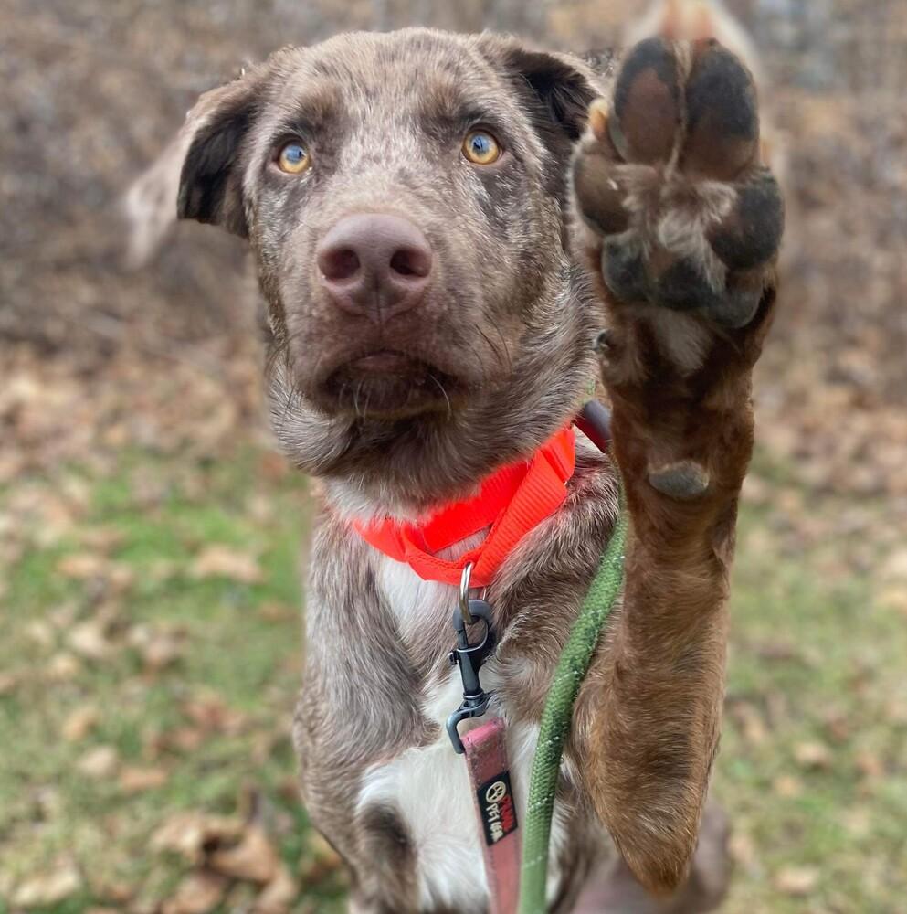Enlarge Zion, a Adoptable mixed breed in Long Island City, NY image 3/6