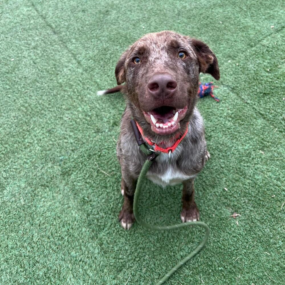 Enlarge Zion, a Adoptable mixed breed in Long Island City, NY image 4/6