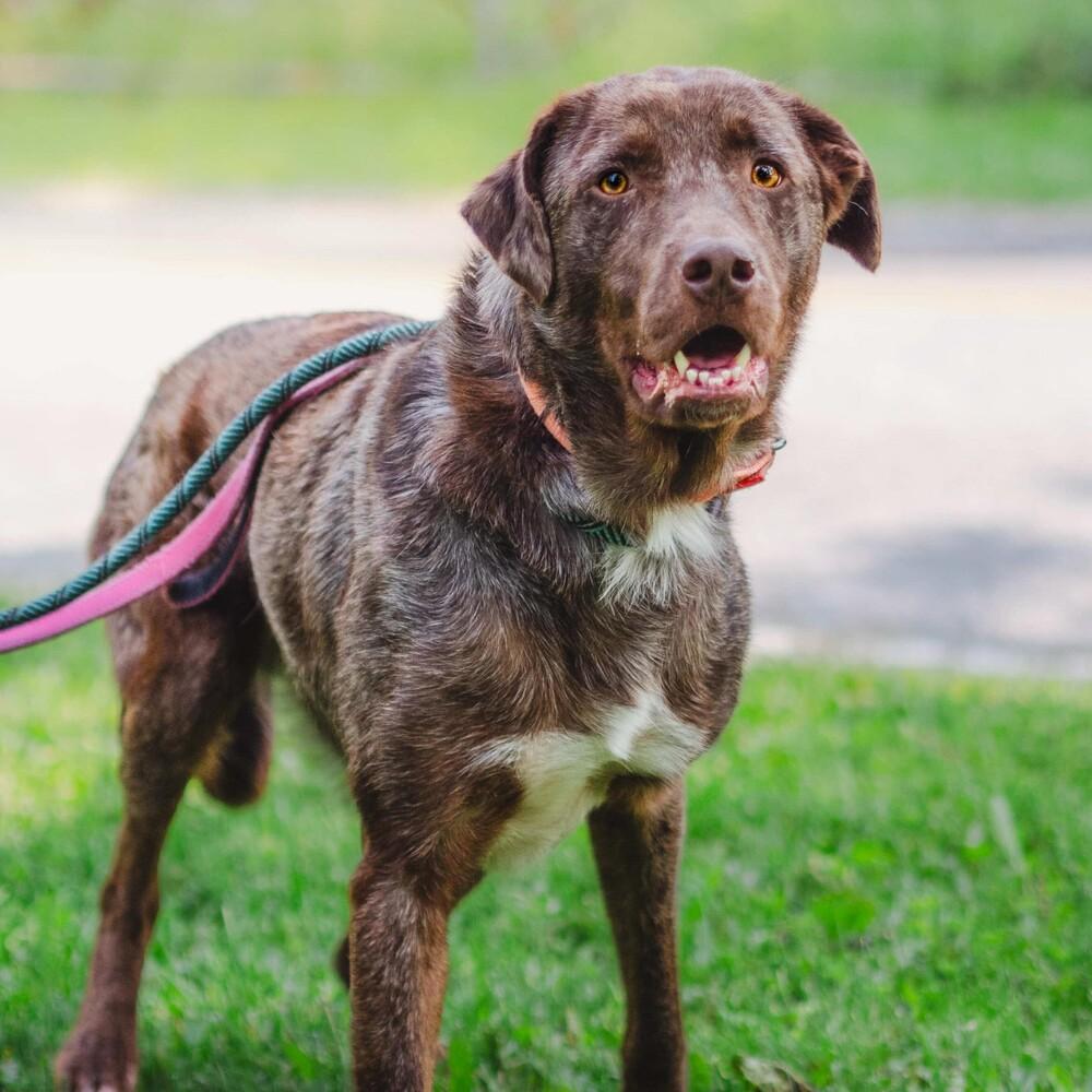 Enlarge Zion, a Adoptable mixed breed in Long Island City, NY image 5/6