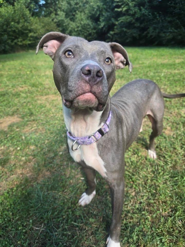 Enlarge Zyla , a ADOPTABLE mixed breed in Greenwood, IN image 3/6