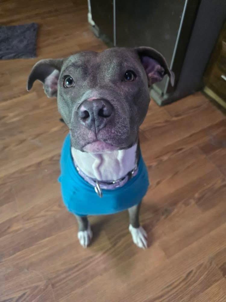 Enlarge Zyla , a ADOPTABLE mixed breed in Greenwood, IN image 2/6