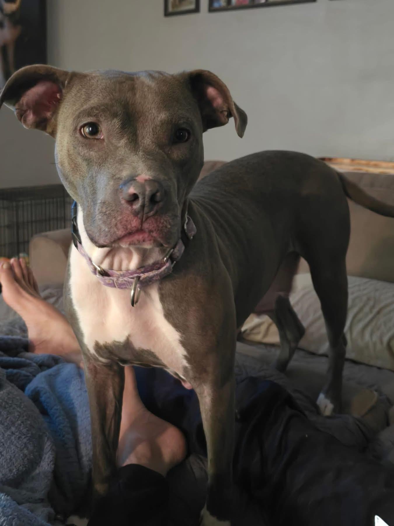 Enlarge Zyla , a ADOPTABLE mixed breed in Greenwood, IN image 1/6