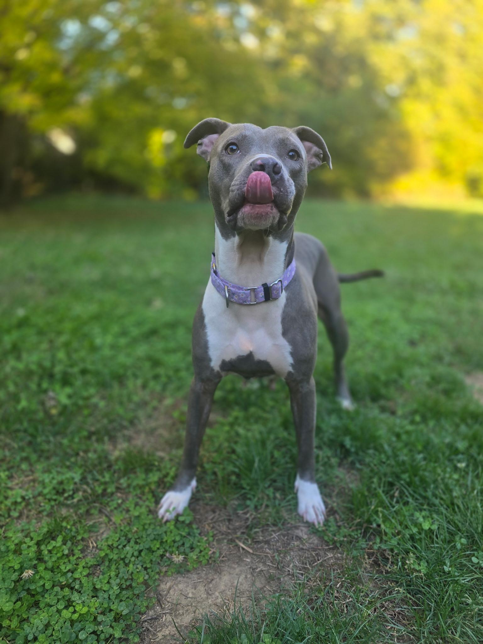 Enlarge Zyla , a ADOPTABLE mixed breed in Greenwood, IN image 4/6