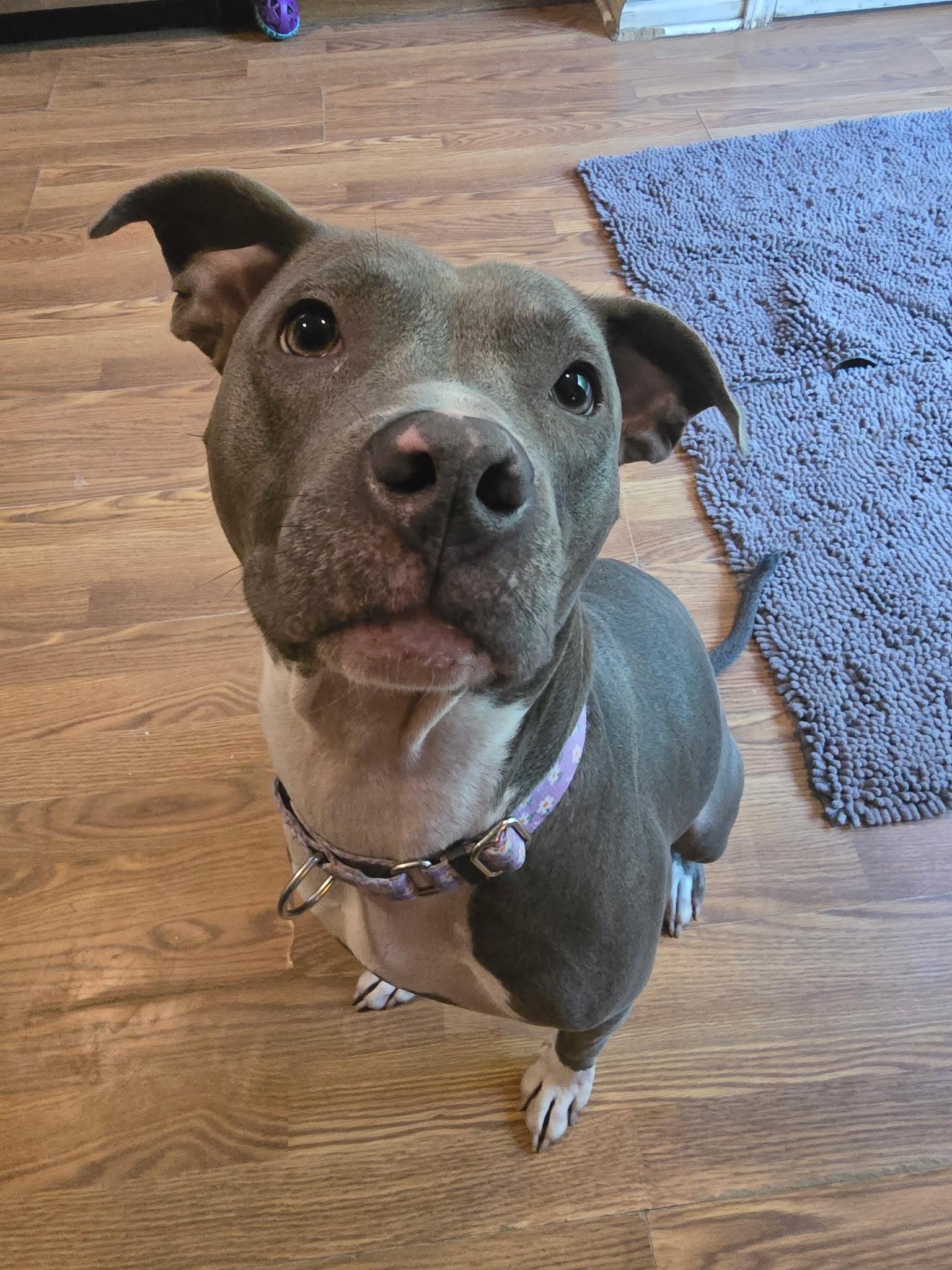 Enlarge Zyla , a ADOPTABLE mixed breed in Greenwood, IN image 5/6