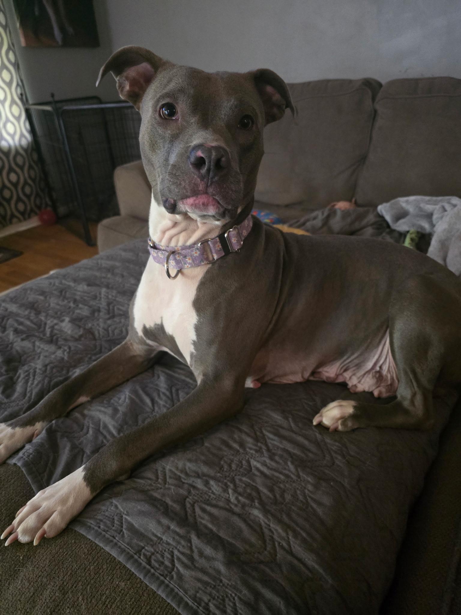 Enlarge Zyla , a ADOPTABLE mixed breed in Greenwood, IN image 6/6