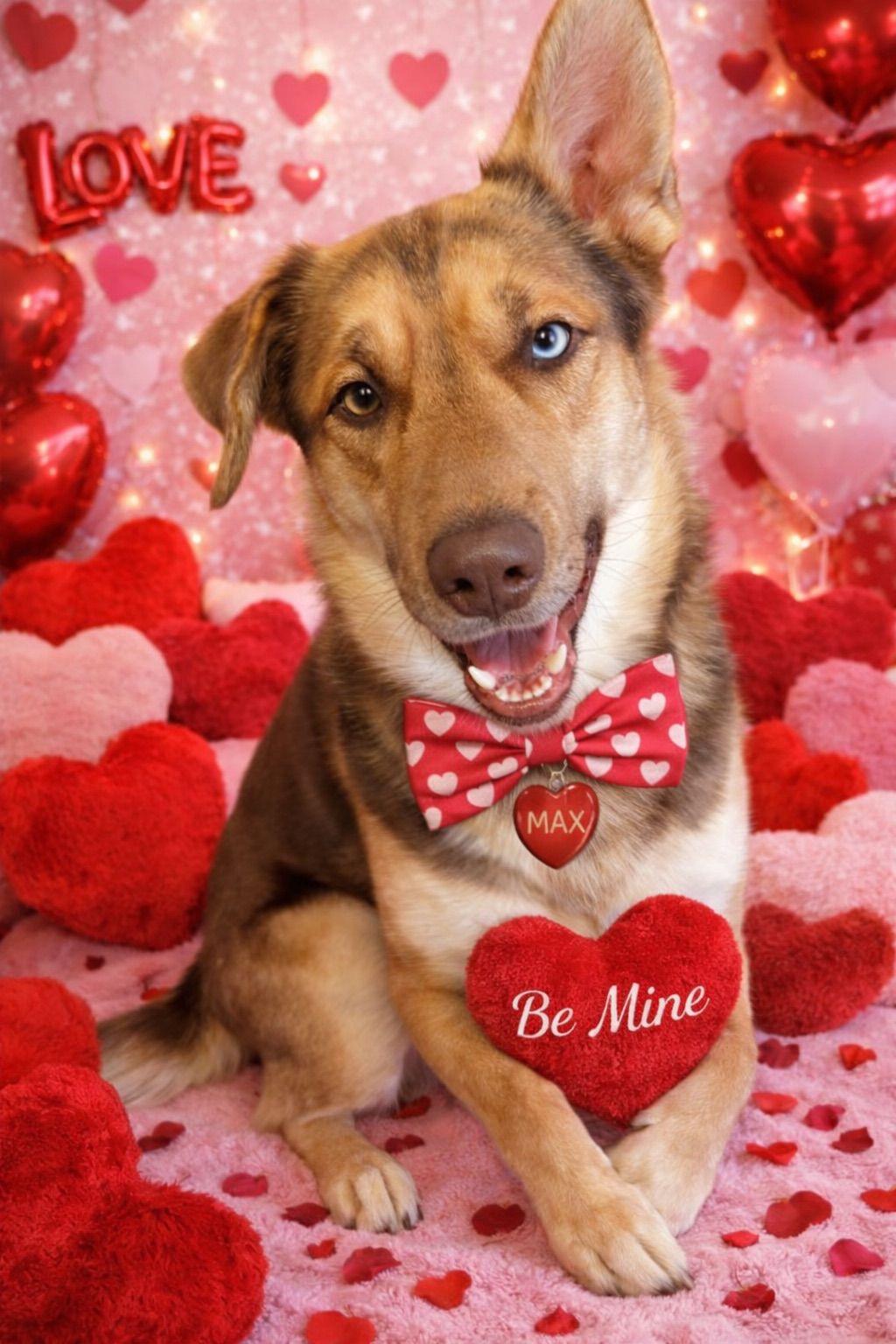 Max, adopted, Young Male Shepherd.