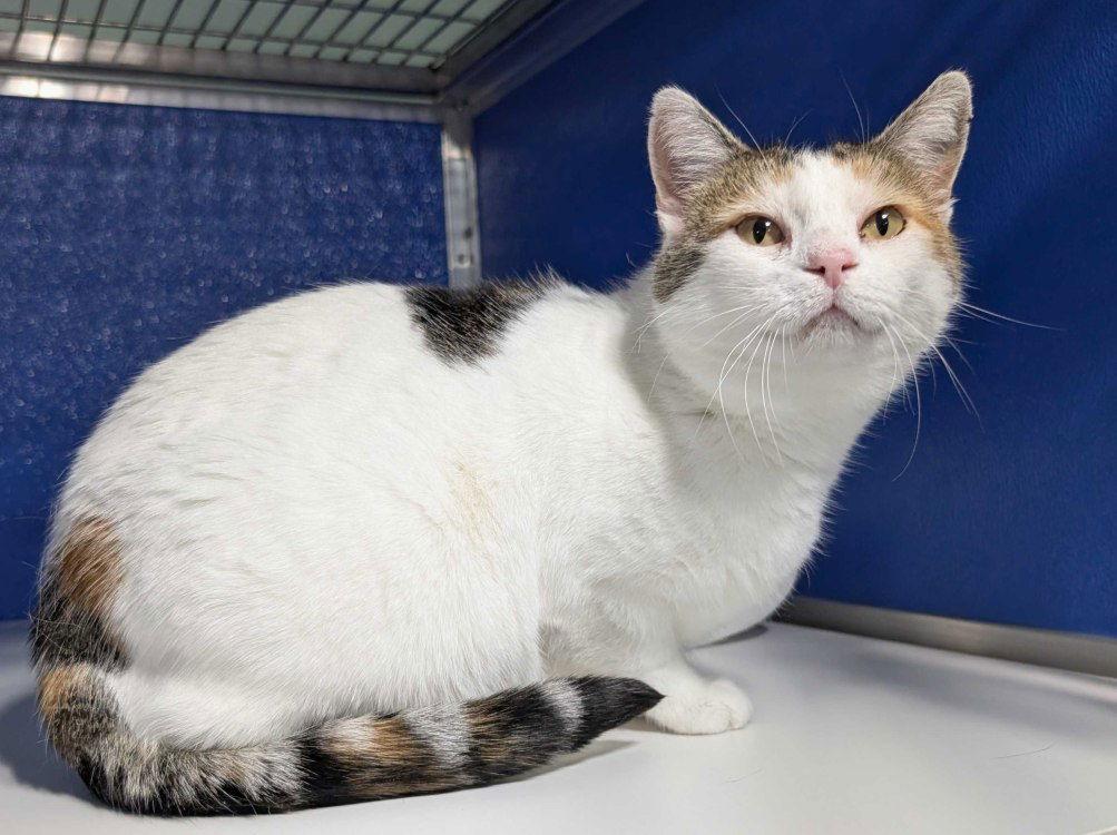 Enlarge Honeybeemon, a Adoptable Domestic Short Hair in Colorado Springs, CO image 1/3