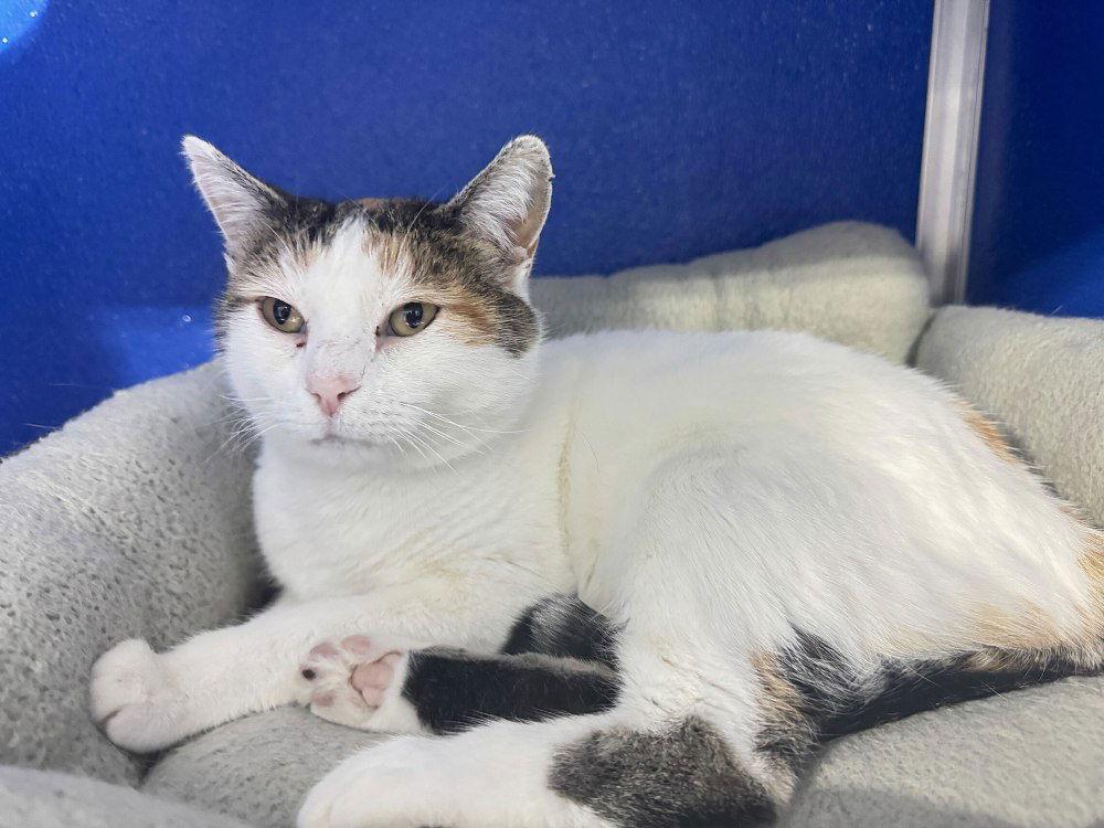 Enlarge Honeybeemon, a Adoptable Domestic Short Hair in Colorado Springs, CO image 2/3