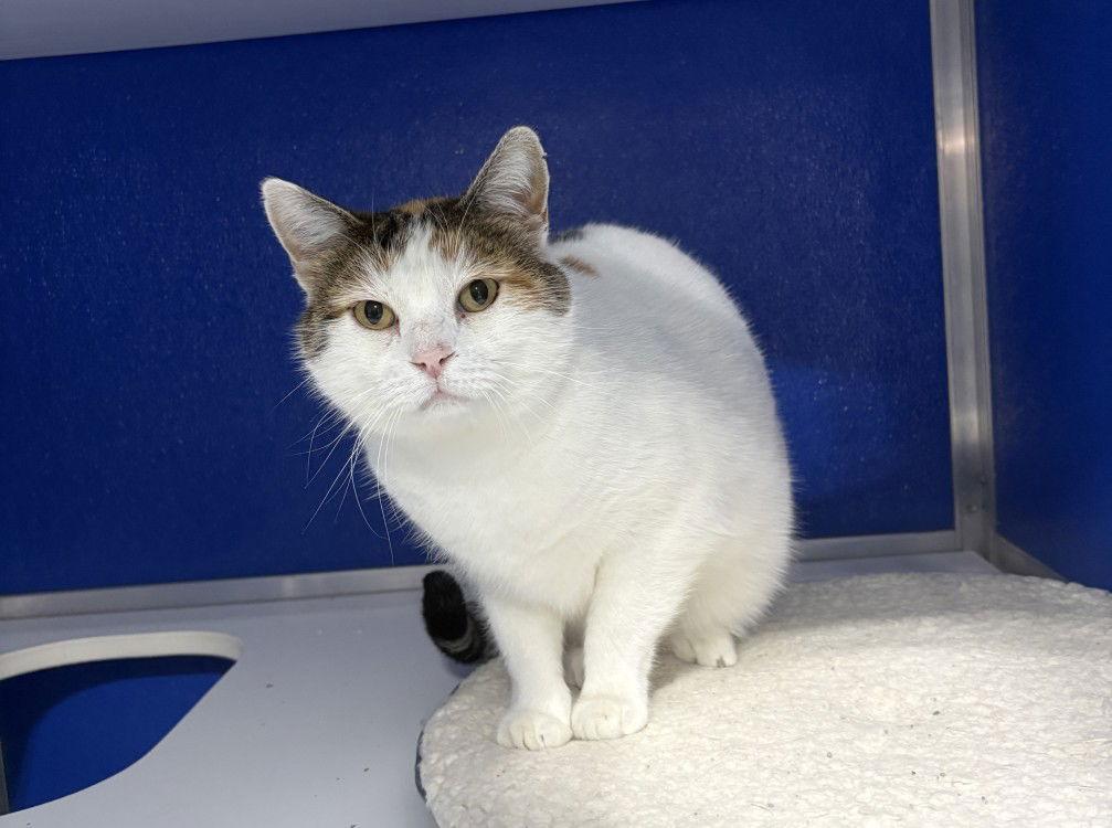 Enlarge Honeybeemon, a Adoptable Domestic Short Hair in Colorado Springs, CO image 3/3