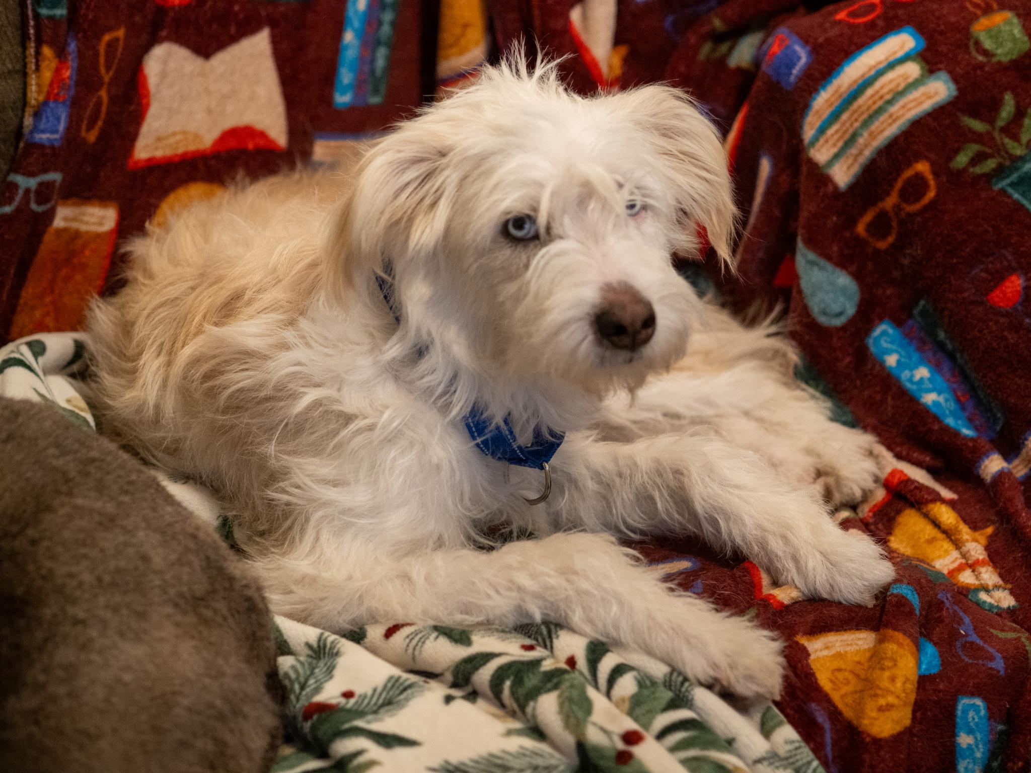 Enlarge Pinky, a Adoptable mixed breed in Petaluma, CA image 2/4